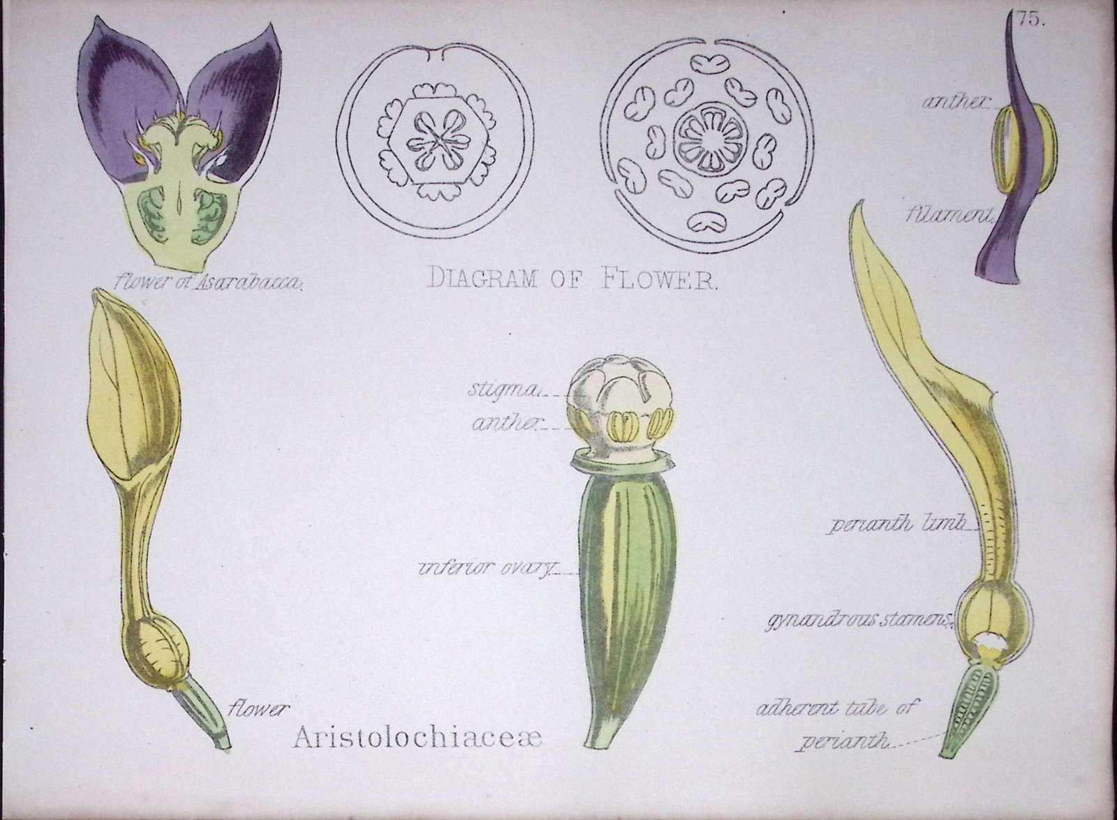 Birthwort Family Botanical Flower Diagram Rare Antique First Edition Illustration-75: Title: Birthwort Family Botanical Flower Diagram Rare Antique First Edition Illustration-75 Description: 150 Years-Old First Edition Hand-Coloured First Edition illustration by W. H. Fitch wi
