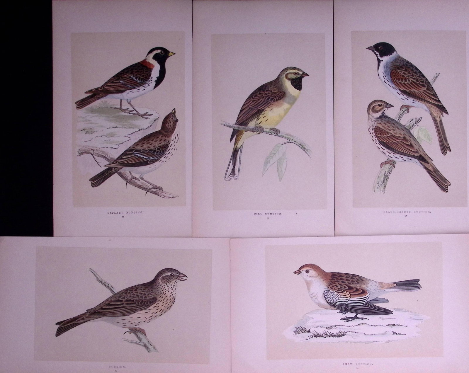 Job-Lot The Bunting Family Rev Morris Antique Coloured Birds Engravings-19.: Title: Job-Lot The Bunting Family Rev Morris Antique Coloured Birds Engravings-19. Description: These 3 Chromolithographic Engraved Plates Has Been Removed from an Antique Edition of. Rev F O