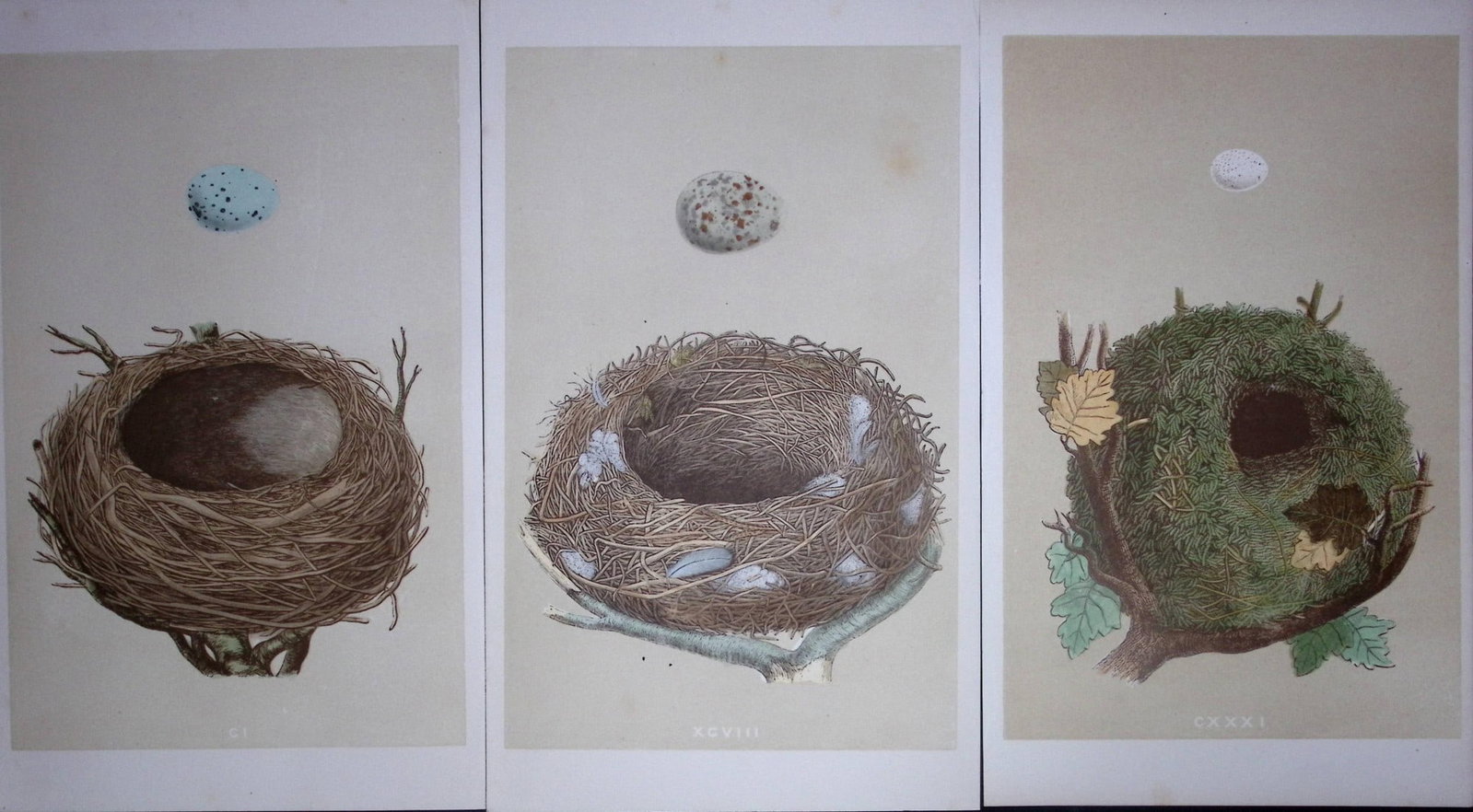 Job-Lot Bird Nests Missel Thrush, Thrush, & Wren Rev Morris Antique Engravings-8: Title: Job-Lot Bird Nests Missel Thrush, Thrush, & Wren Rev Morris Antique Engravings-8 Description: These 3 Chromolithographic Engraved Plates Has Been Removed from an Antique Edition of. Rev F