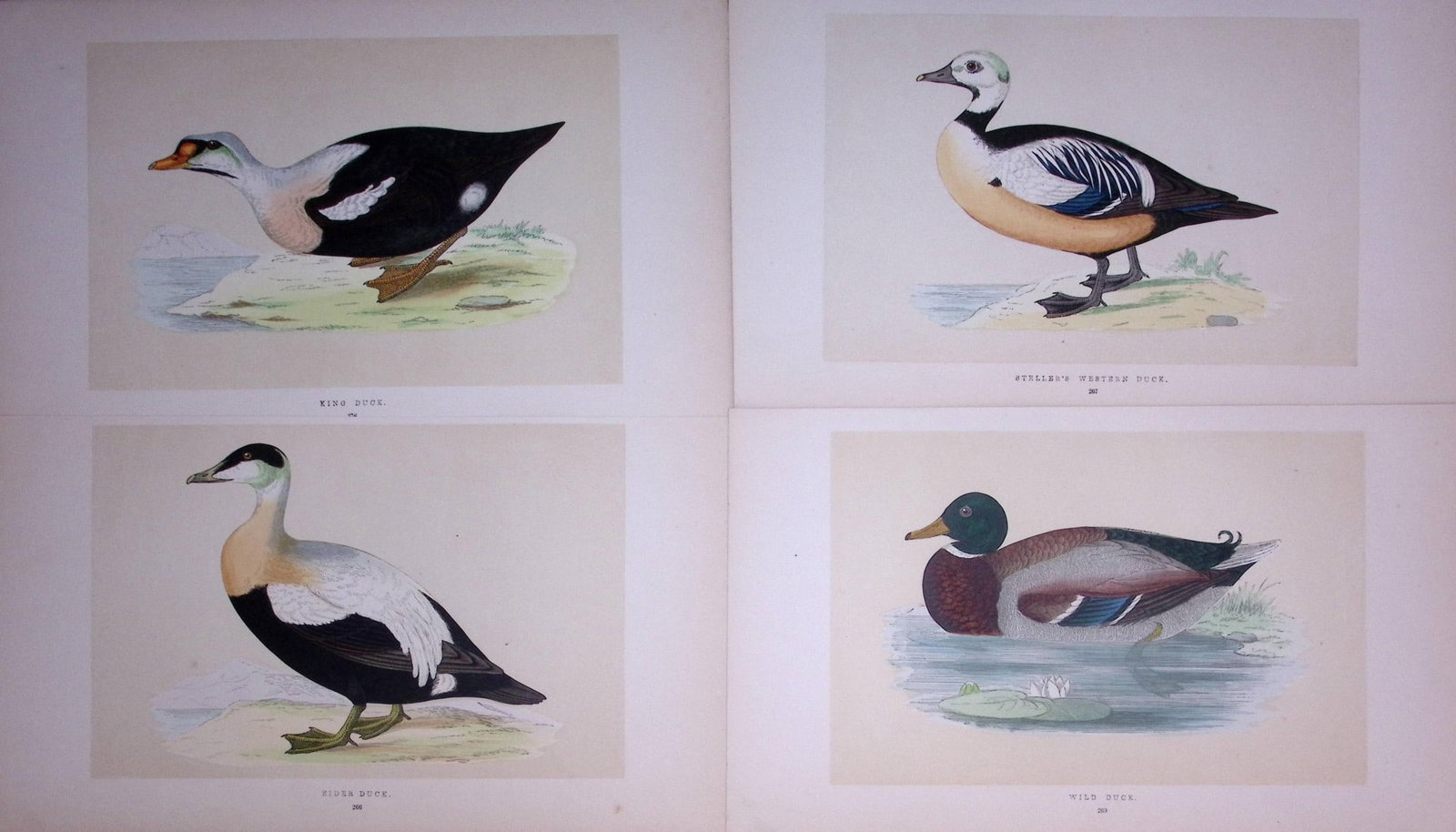 Job-Lot The Duck Family Rev Morris Antique Coloured Birds Engravings-12.: Title: Job-Lot The Duck Family Rev Morris Antique Coloured Birds Engravings-12. Description: These 3 Chromolithographic Engraved Plates Has Been Removed from an Antique Edition of. Rev F O