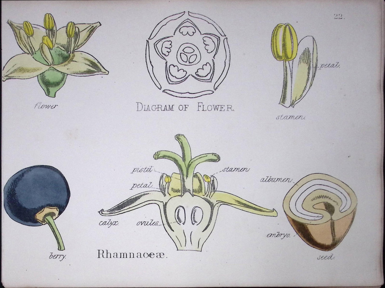 Buckthorns Botanical Flower Diagram Rare Antique First Edition Illustration-22: Title: Buckthorns Botanical Flower Diagram Rare Antique First Edition Illustration-22 Description: 150 Years-Old First Edition Hand-Coloured First Edition illustration by W. H. Fitch with