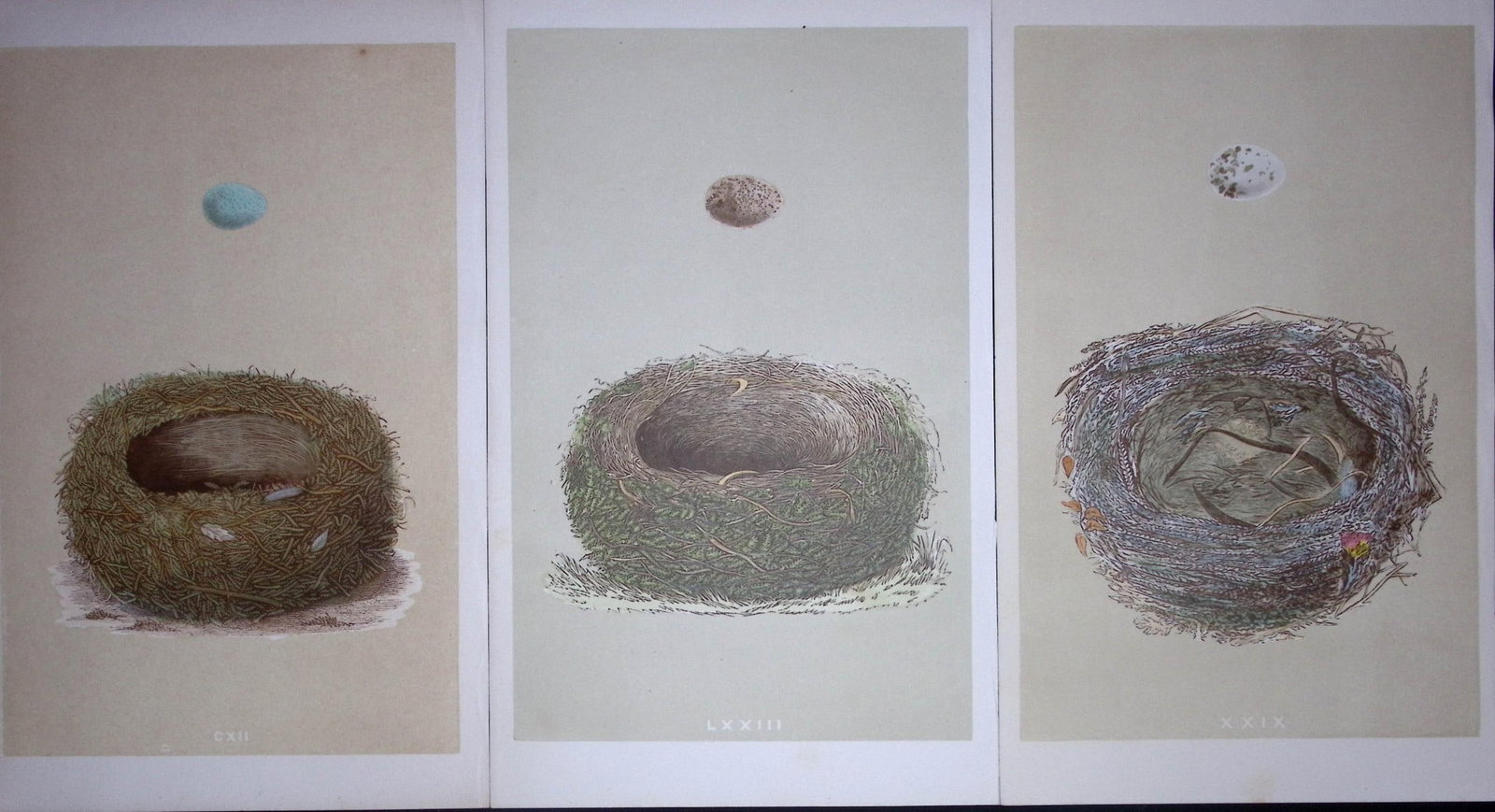 Job-Lot Bird Nests Woodchat, lark, & Stonechat Rev Morris Antique Engravings-7: Title: Job-Lot Bird Nests Woodchat, lark, & Stonechat Rev Morris Antique Engravings-7 Description: These 3 Chromolithographic Engraved Plates Has Been Removed from an Antique Edition of. Rev F O