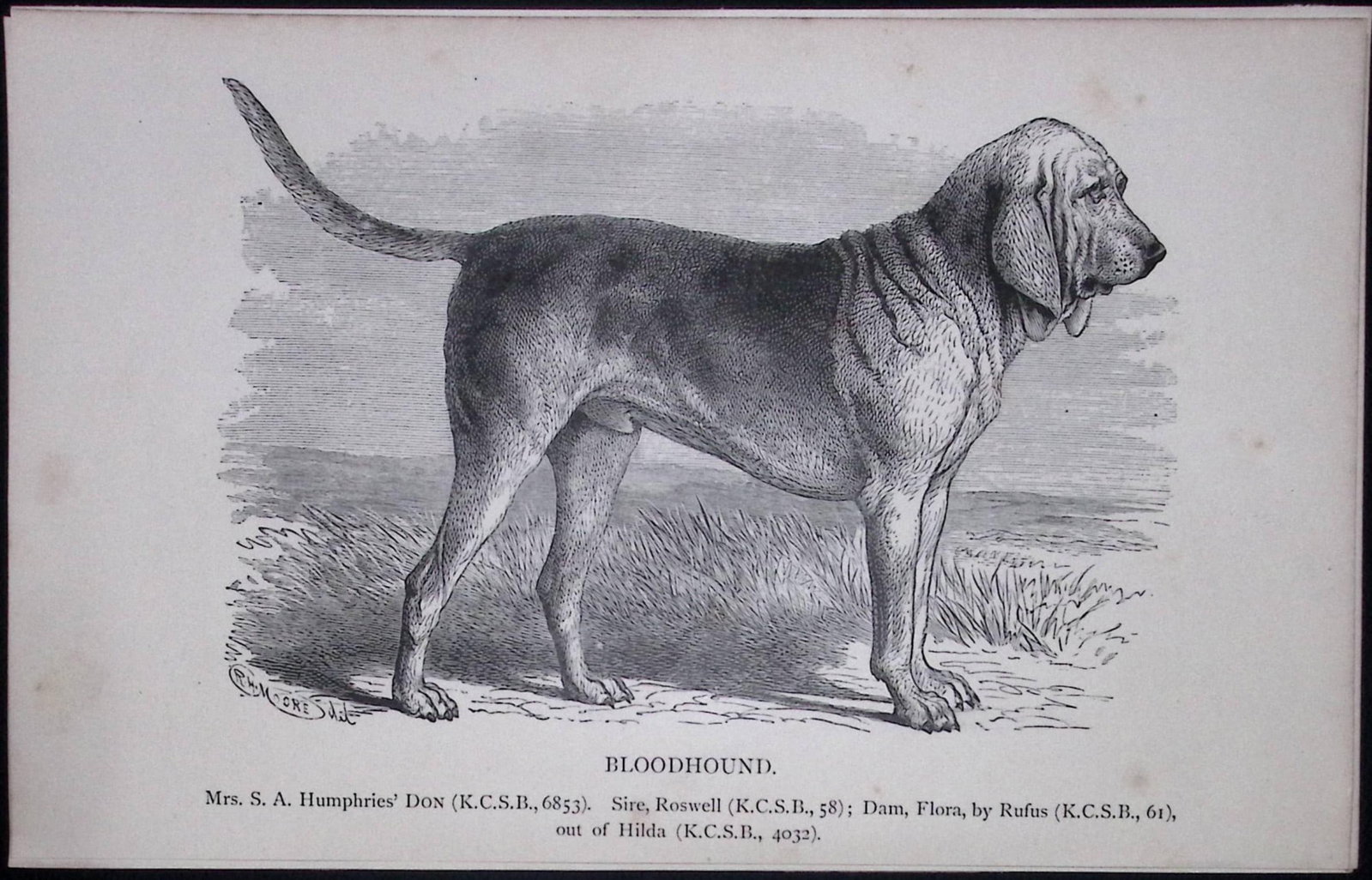 The Bloodhound British Dogs by Hugh Dalziel 1889 Antique Book Plate-20: Title: The Bloodhound British Dogs by Hugh Dalziel 1889 Antique Book Plate-20 Description: This Antique Book Plate Was Removed from a Edition of British Dogs by Hugh Dalziel 1889. Each Print Measures