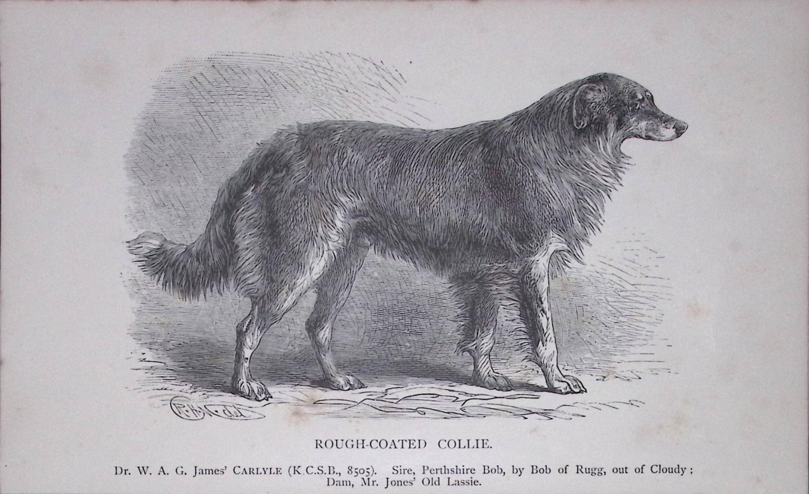 Rough Coated Collie British Dogs by Hugh Dalziel 1889 Antique Book Plate-38: Title: Rough Coated Collie British Dogs by Hugh Dalziel 1889 Antique Book Plate-38 Description: This Antique Book Plate Was Removed from a Edition of British Dogs by Hugh Dalziel 1889. Each Print