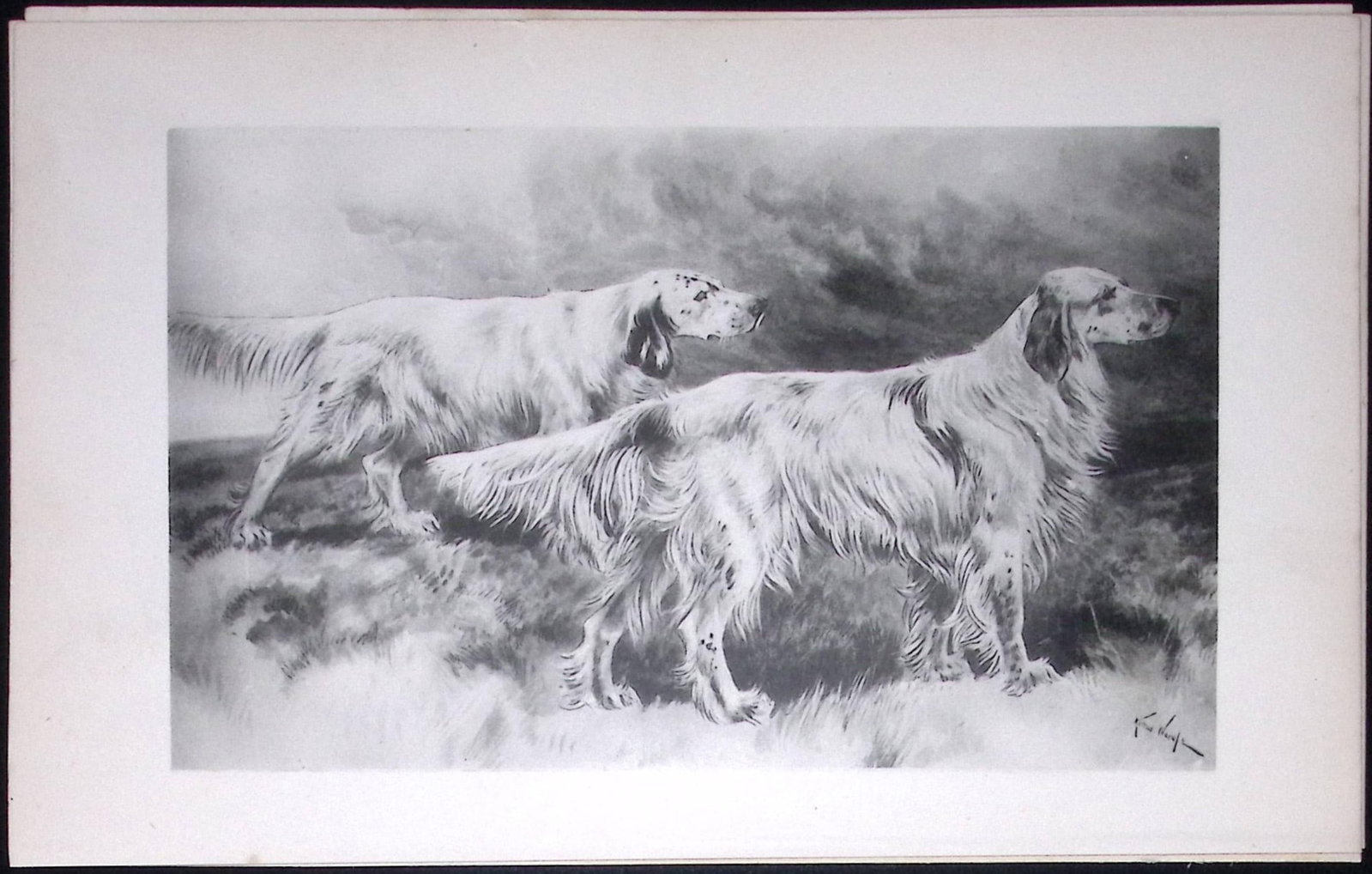 English Setters Antique Book Plate Rawdon Lee Modern Dogs 1893-36: Title: English Setters Antique Book Plate Rawdon Lee Modern Dogs 1893-36 Description: This Antique Book Plate Was Removed from an Edition of Modern Dogs by Rawdon Lee 1893. Each Print Measures