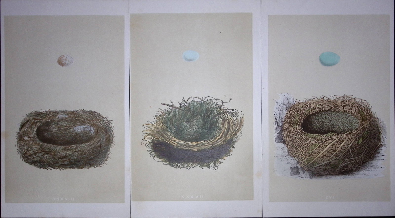 Job-Lot Bird Nests Spotted, Pied Flycatcher, & Accentor Rev Morris Antique Engravings-9: Title: Job-Lot Bird Nests Spotted, Pied Flycatcher, & Accentor Rev Morris Antique Engravings-9 Description: These 3 Chromolithographic Engraved Plates Has Been Removed from an Antique Edition of.