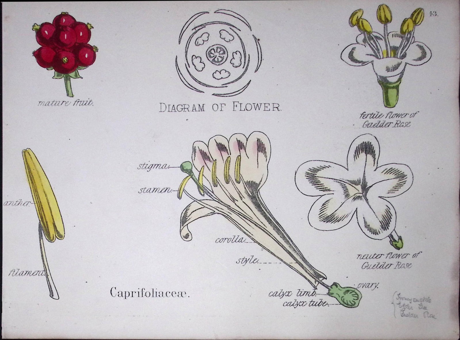 Honeysuckle Botanical Flower Diagram Rare Antique First Edition Illustration-43: Title: Honeysuckle Botanical Flower Diagram Rare Antique First Edition Illustration-43 Description: 150 Years-Old First Edition Hand-Coloured First Edition illustration by W. H. Fitch with