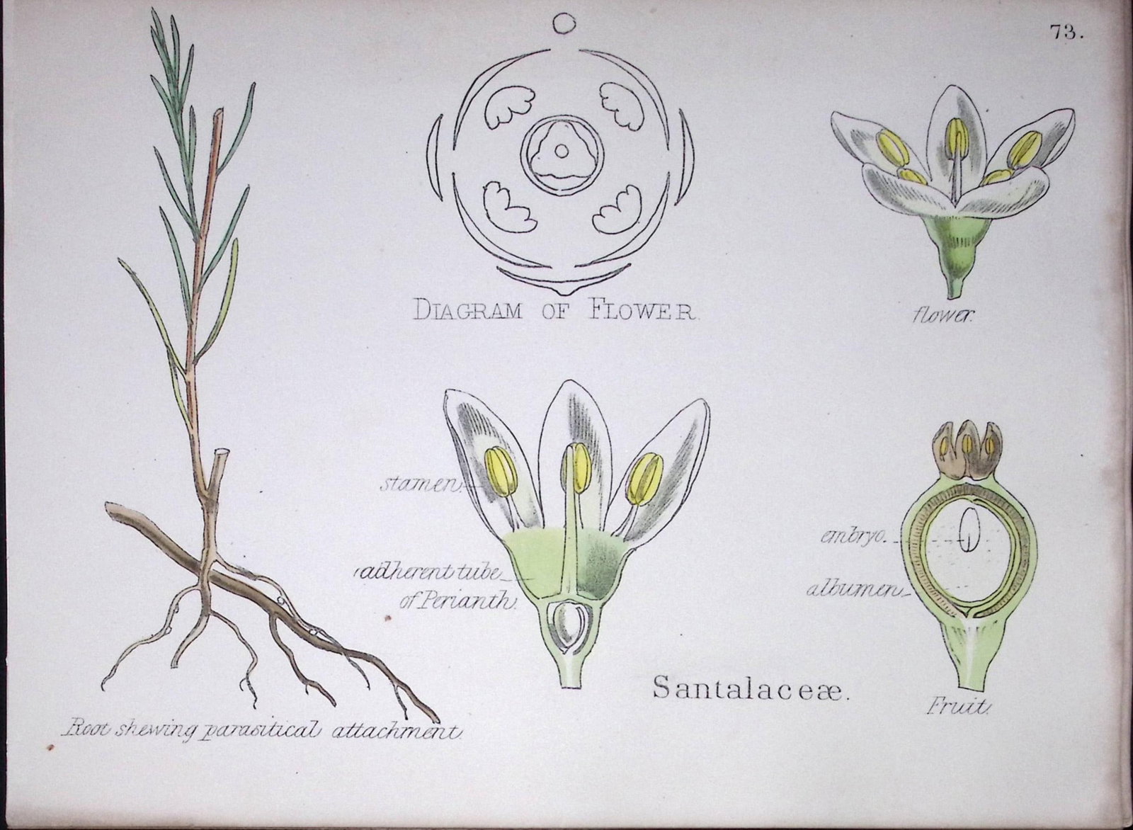 Santalaceae Botanical Flower Diagram Rare Antique First Edition Illustration-73: Title: Santalaceae Botanical Flower Diagram Rare Antique First Edition Illustration-73 Description: 150 Years-Old First Edition Hand-Coloured First Edition illustration by W. H. Fitch with Su