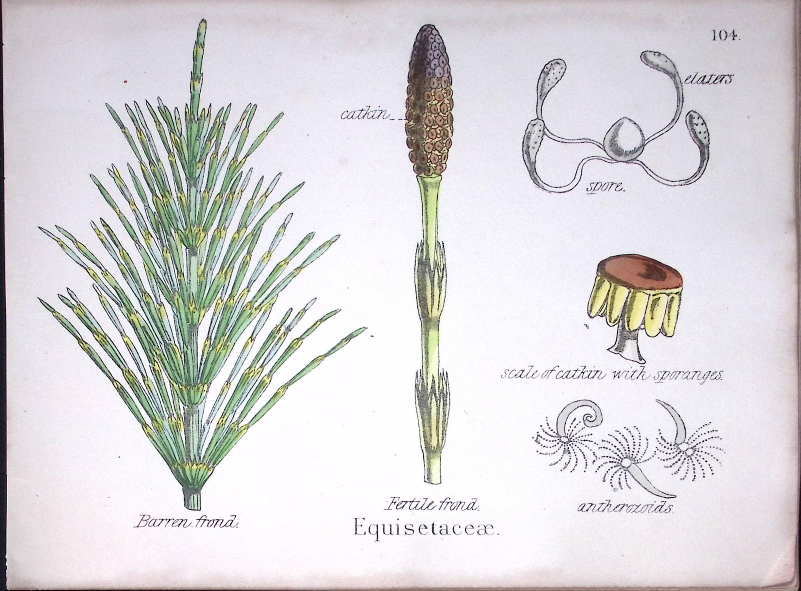 Horsetail Family Botanical Flower Diagram Rare Antique First Edition Illustration-104: Title: Horsetail Family Botanical Flower Diagram Rare Antique First Edition Illustration-104 Description: 150 Years-Old First Edition Hand-Coloured First Edition illustration by W. H. Fitch w