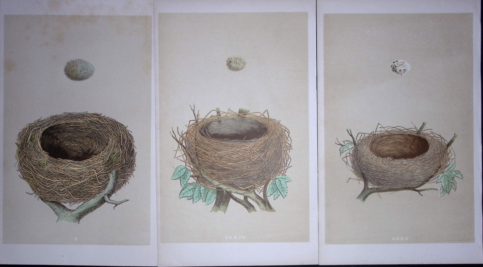 Job-Lot Bird Nests Whitethroat & Redwing Rev Morris Antique Engravings-10: Title: Job-Lot Bird Nests Whitethroat & Redwing Rev Morris Antique Engravings-10 Description: These 3 Chromolithographic Engraved Plates Has Been Removed from an Antique Edition of. Rev F O