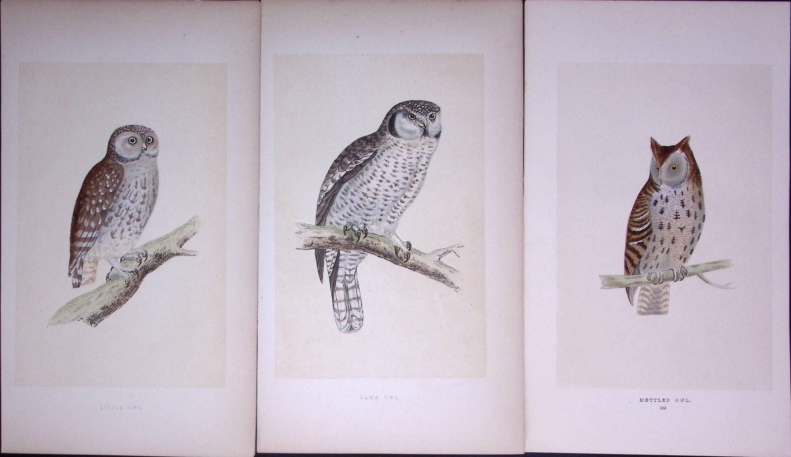 Job-Lot The Owl Family Mottled, Hawk, Little, Antique Birds Engravings-1: Title: Job-Lot The Owl Family Mottled, Hawk, Little, Antique Birds Engravings-1 Description: Job-Lot The Owl Family Mottled, Hawk, Little, Antique Birds Engravings-1 These 3 Chromolithographic