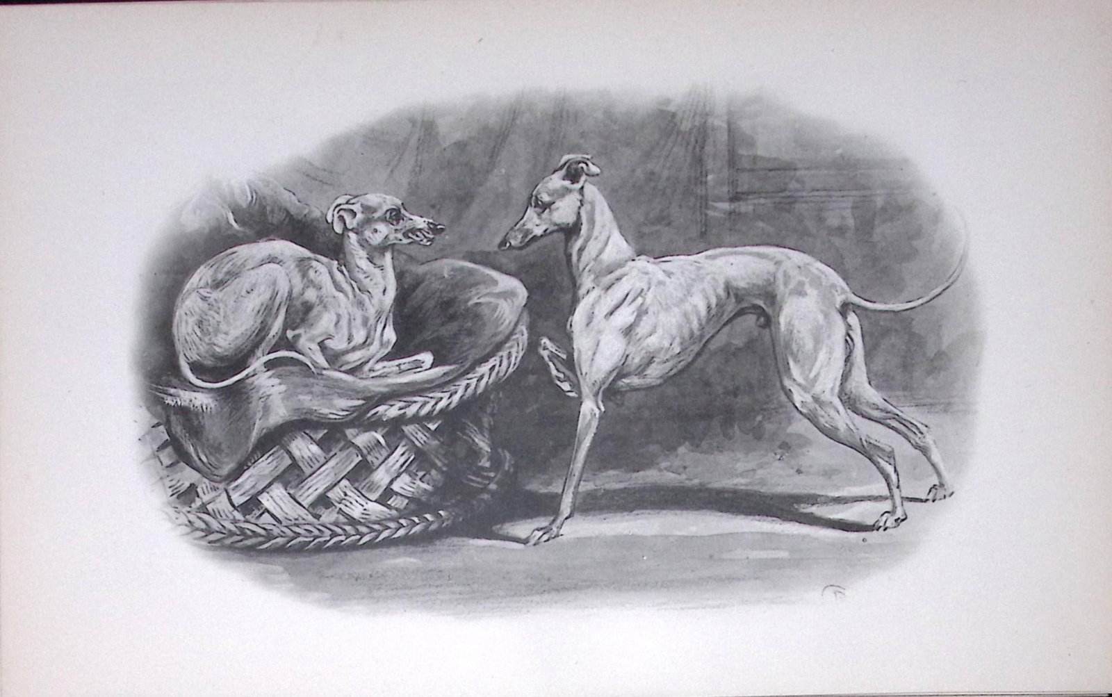 Italian Greyhounds Antique Book Plate Rawdon Lee Modern Dogs 1894-20: Title: Italian Greyhounds Antique Book Plate Rawdon Lee Modern Dogs 1894-20 Description: This Antique Book Plate Was Removed from an Edition of Modern Dogs by Rawdon Lee 1893. Each Print Measur