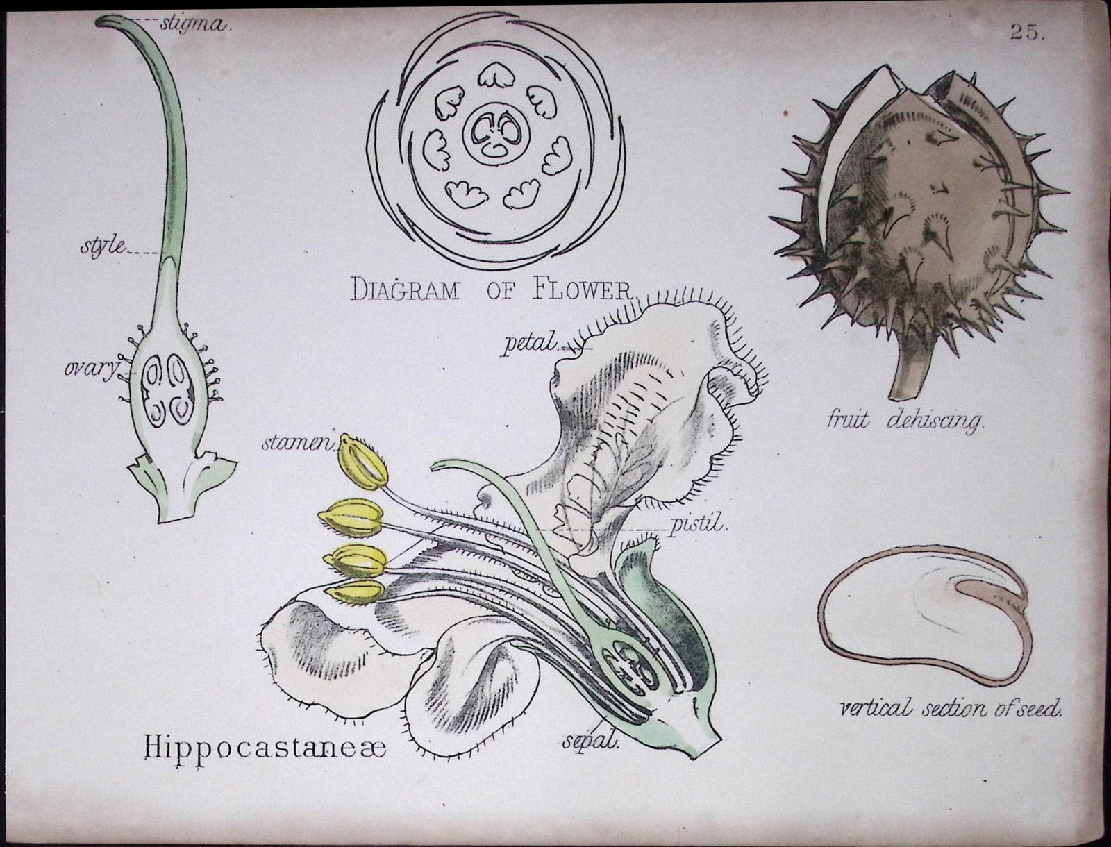 Soapberry Botanical Flower Diagram Rare Antique First Edition Illustration-25: Title: Soapberry Botanical Flower Diagram Rare Antique First Edition Illustration-25 Description: 150 Years-Old First Edition Hand-Coloured First Edition illustration by W. H. Fitch with Supp