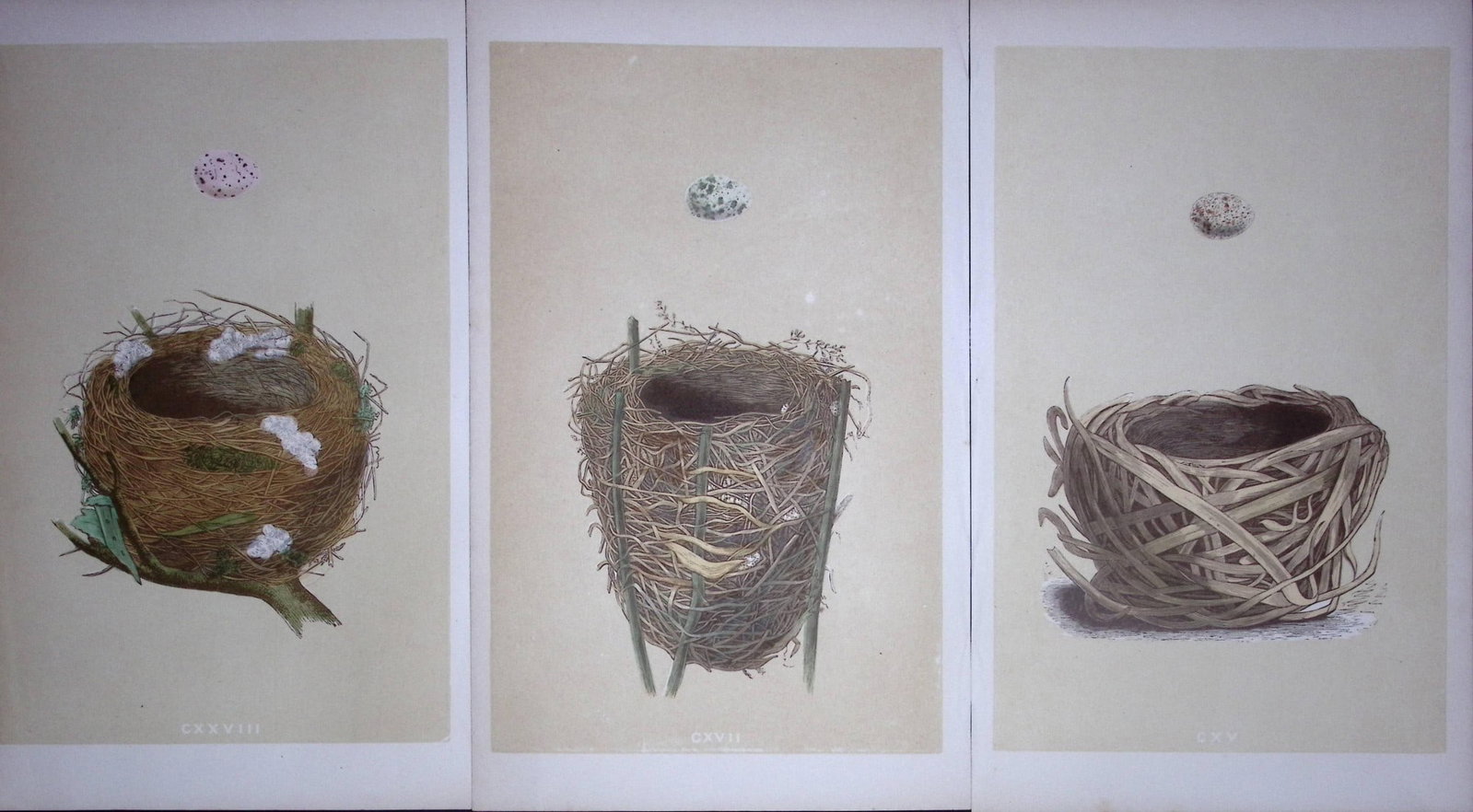 Job-Lot Bird Nests Willow, Reed, Savi Warbler Rev Morris Antique Engravings-1: Title: Job-Lot Bird Nests Willow, Reed, Savi Warbler Rev Morris Antique Engravings-1 Description: These 3 Chromolithographic Engraved Plates Has Been Removed from an Antique Edition of. Rev F O