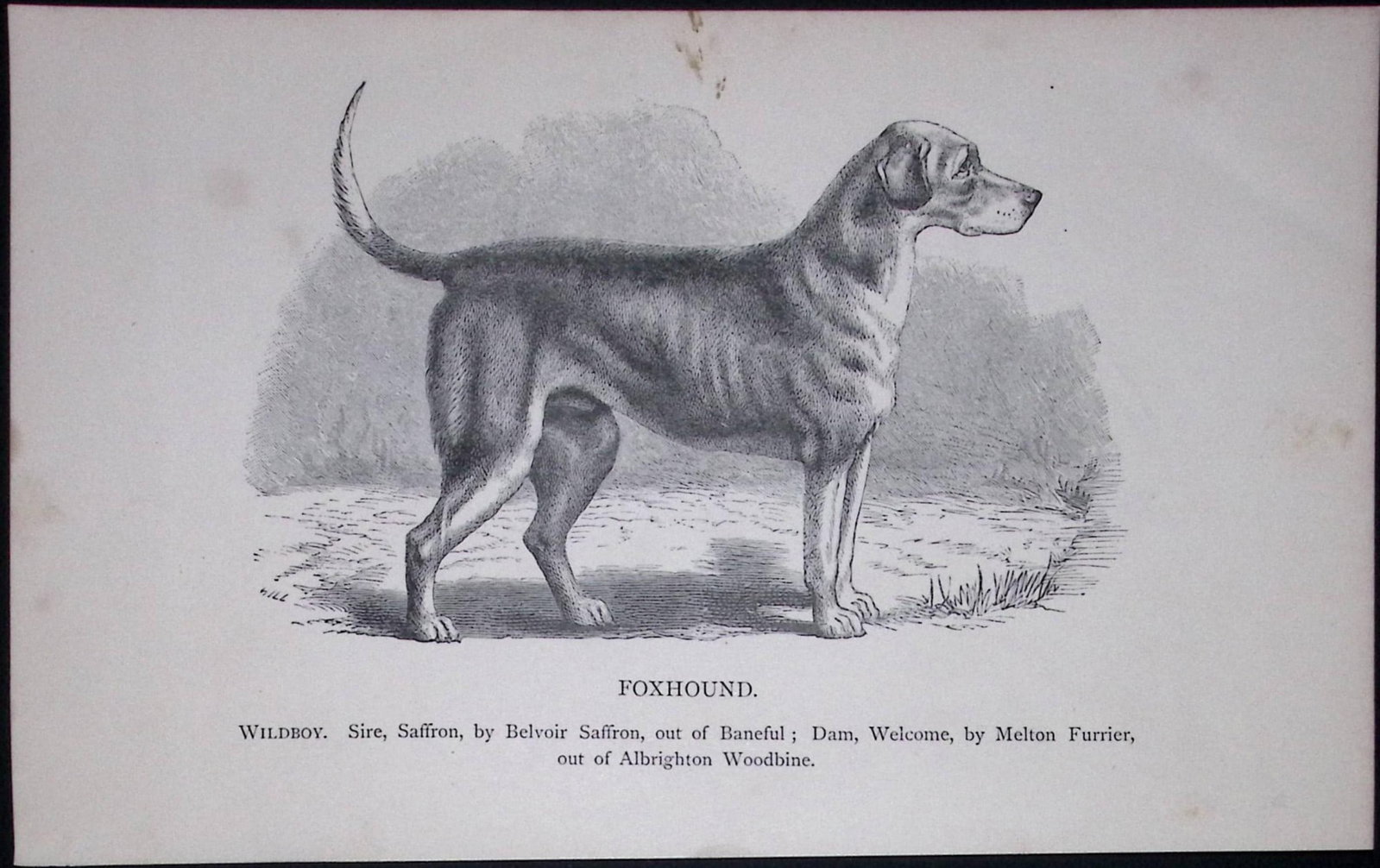 The Foxhound British Dogs by Hugh Dalziel 1889 Antique Book Plate-22: Title: The Foxhound British Dogs by Hugh Dalziel 1889 Antique Book Plate-22 Description: This Antique Book Plate Was Removed from a Edition of British Dogs by Hugh Dalziel 1889. Each Print Measures