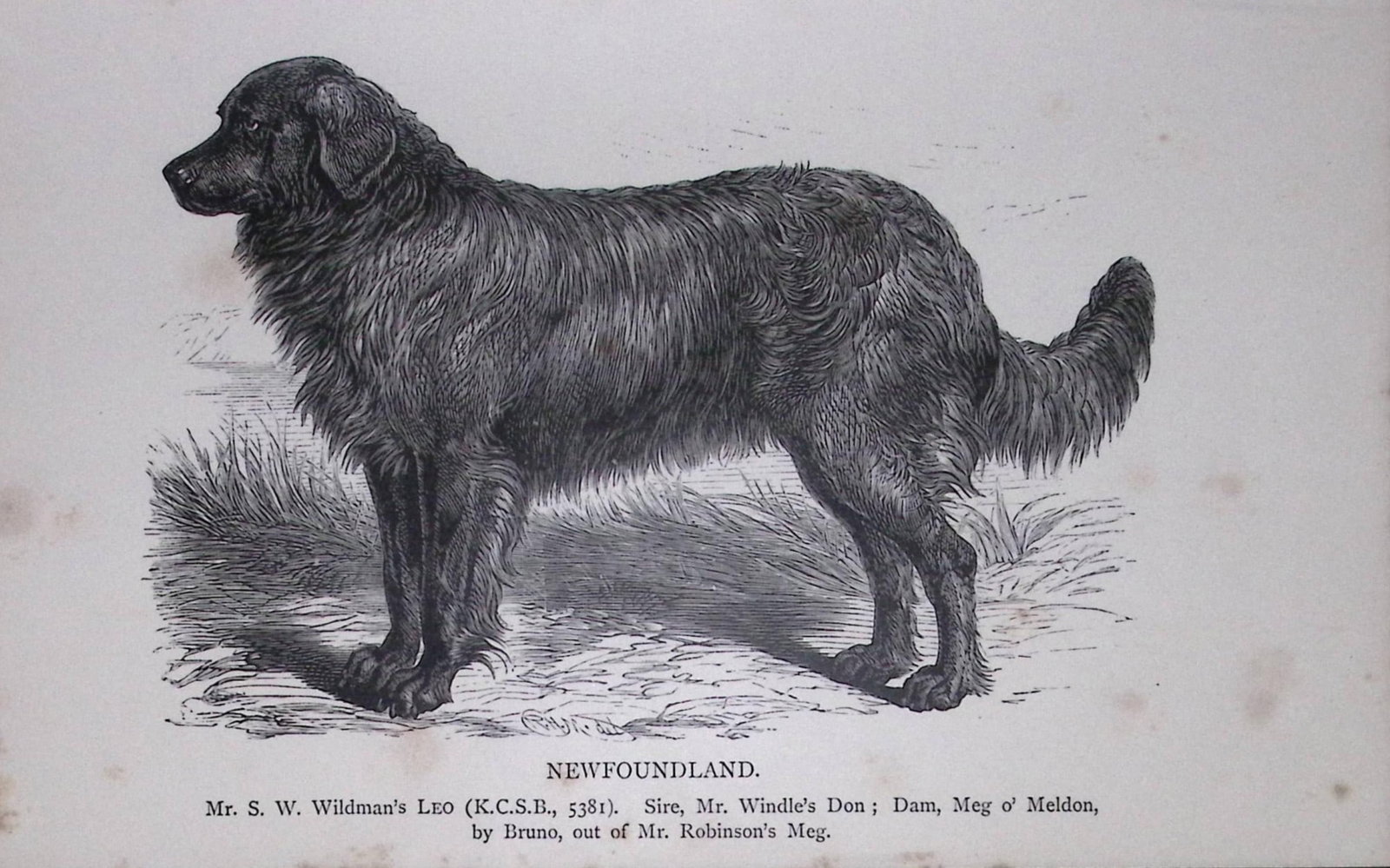 Newfoundland British Dogs by Hugh Dalziel 1889 Antique Book Plate-46: Title: Newfoundland British Dogs by Hugh Dalziel 1889 Antique Book Plate-46 Description: This Antique Book Plate Was Removed from a Edition of British Dogs by Hugh Dalziel 1889. Each Print Measures