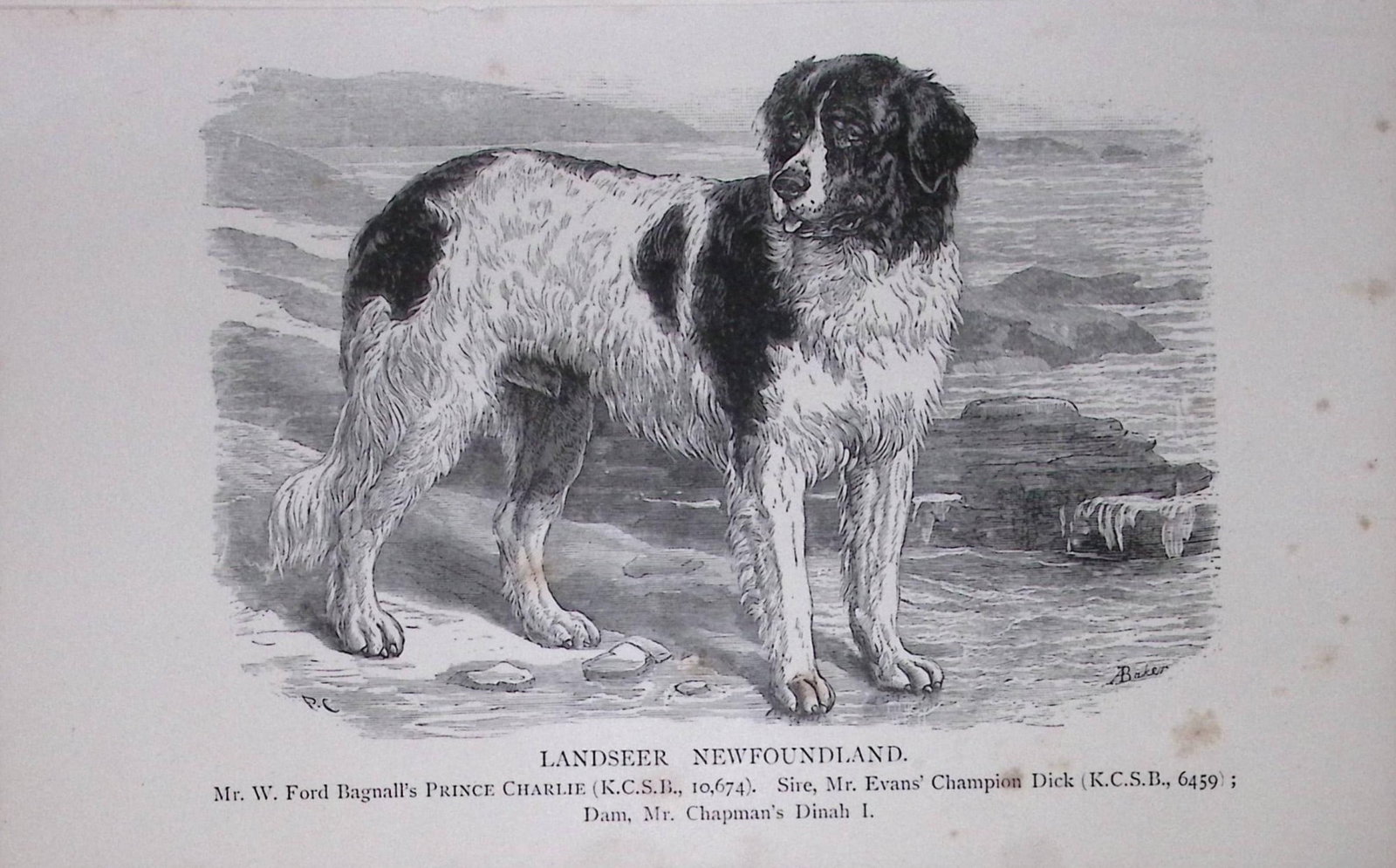 Landseer Newfoundland British Dogs by Hugh Dalziel 1889 Antique Book Plate-47: Title: Landseer Newfoundland British Dogs by Hugh Dalziel 1889 Antique Book Plate-47 Description: This Antique Book Plate Was Removed from a Edition of British Dogs by Hugh Dalziel 1889. Each Print