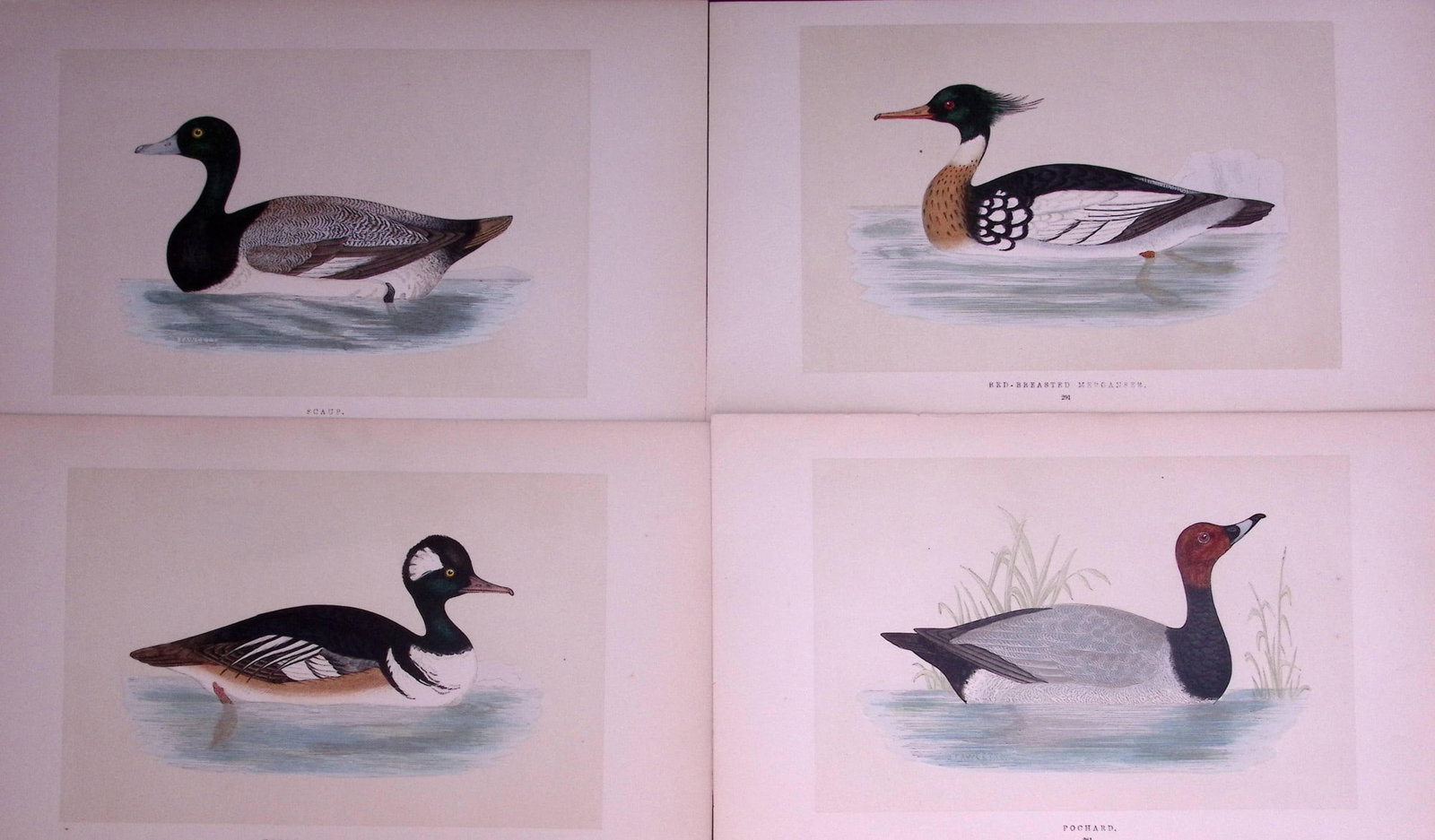 Job-Lot Duck Family Merganser, Scaup, Pochard, Rev Morris Antique Birds Engravings-16.: Title: Job-Lot Duck Family Merganser, Scaup, Pochard, Rev Morris Antique Birds Engravings-16. Description: These 3 Chromolithographic Engraved Plates Has Been Removed from an Antique Edition