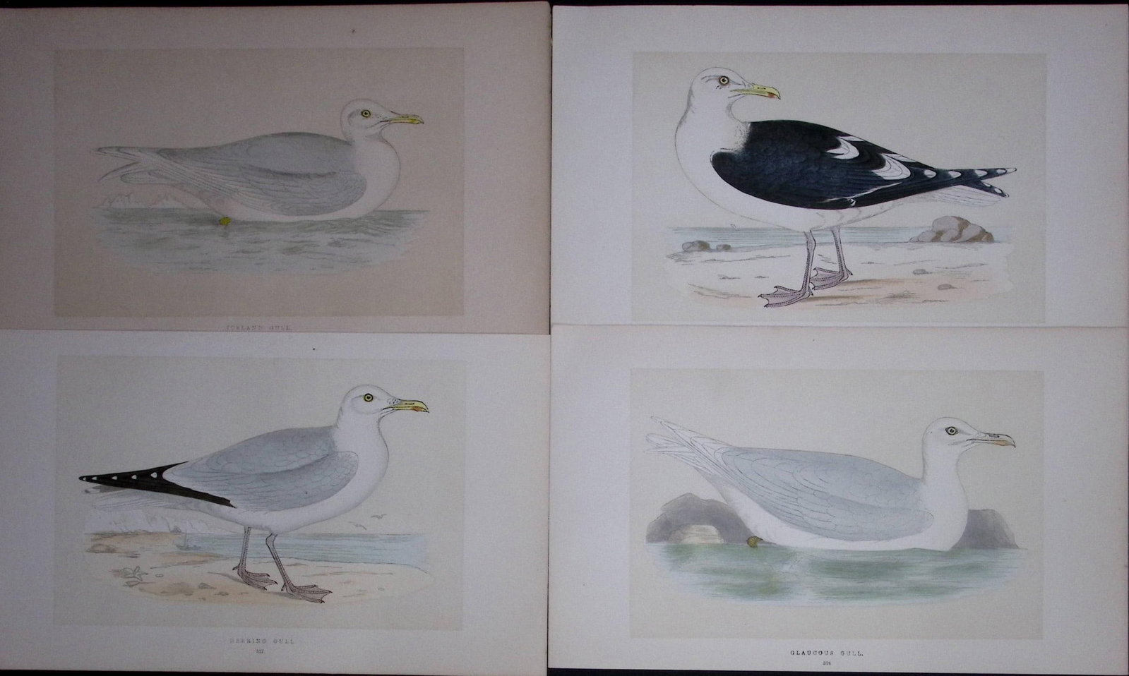 Job-Lot The Gull Family Rev Morris Antique Coloured Birds Engravings-27.: Title: Job-Lot The Gull Family Rev Morris Antique Coloured Birds Engravings-27. Description: These 3 Chromolithographic Engraved Plates Has Been Removed from an Antique Edition of. Rev F O