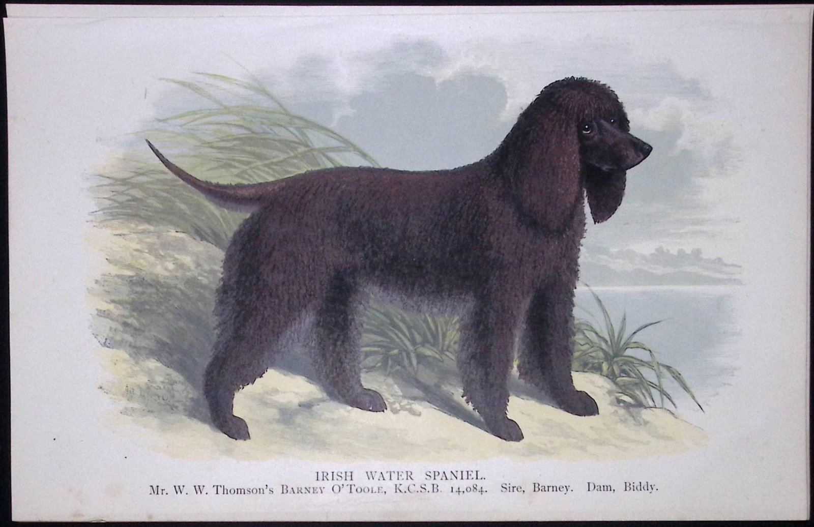 Irish Water Spaniel British Dogs by Hugh Dalziel 1889 Antique Coloured Book Plate-7: Title: Irish Water Spaniel British Dogs by Hugh Dalziel 1889 Antique Coloured Book Plate-7 Description: This Antique Book Plate Was Removed from a Edition of British Dogs by Hugh Dalziel 1889. Each