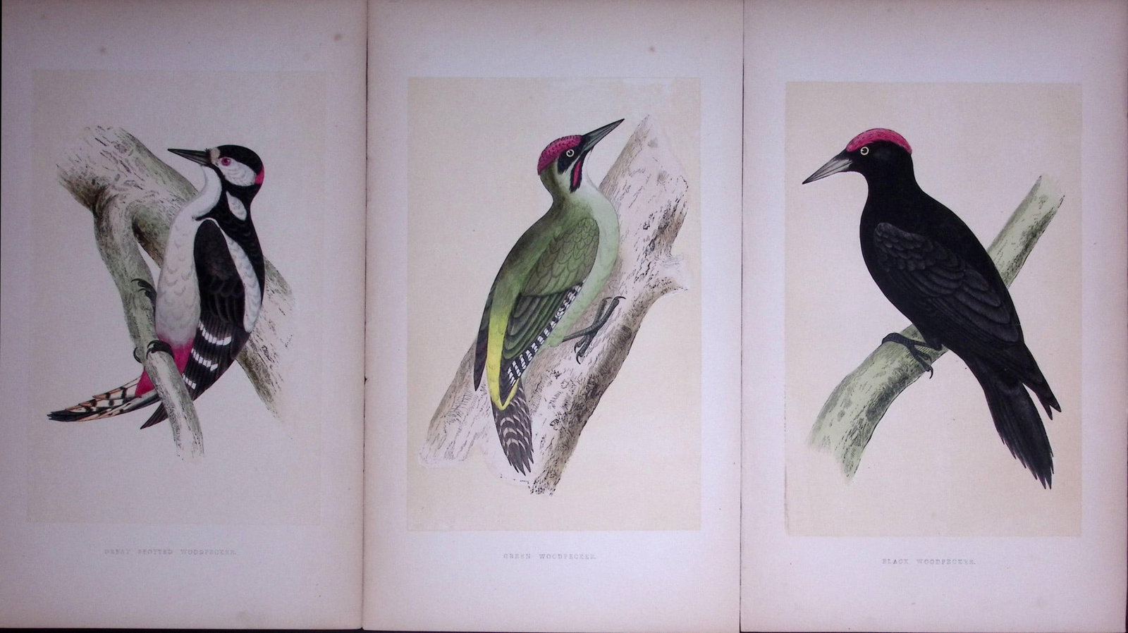 Job-Lot The Woodpecker Family Rev Morris Antique Coloured Birds Engravings-10.: Title: Job-Lot The Woodpecker Family Rev Morris Antique Coloured Birds Engravings-10. Description: These 3 Chromolithographic Engraved Plates Has Been Removed from an Antique Edition of. Rev F