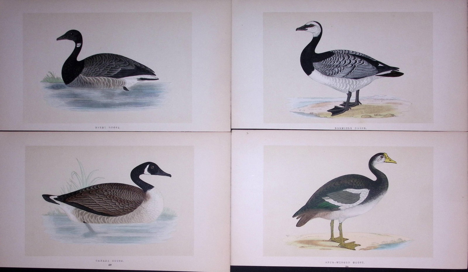 Job-Lot The Goose Family Rev Morris Antique Coloured Birds Engravings-7: Title: Job-Lot The Goose Family Rev Morris Antique Coloured Birds Engravings-7 Description: These 3 Chromolithographic Engraved Plates Has Been Removed from an Antique Edition of. Rev F O