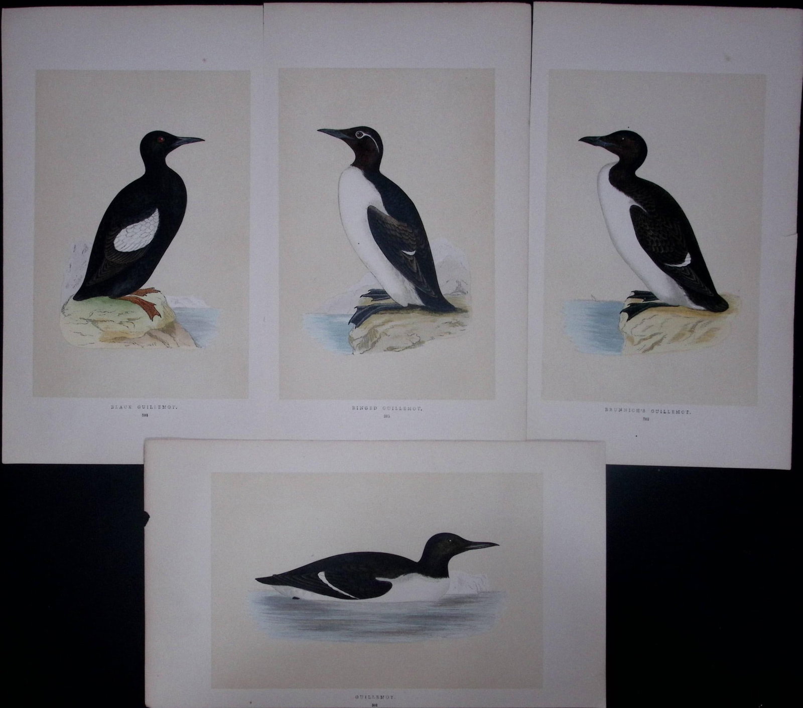 Job-Lot The Guillemot Family Rev Morris Antique Coloured Birds Engravings-31.: Title: Job-Lot The Guillemot Family Rev Morris Antique Coloured Birds Engravings-31. Description: These 3 Chromolithographic Engraved Plates Has Been Removed from an Antique Edition of. Rev F O