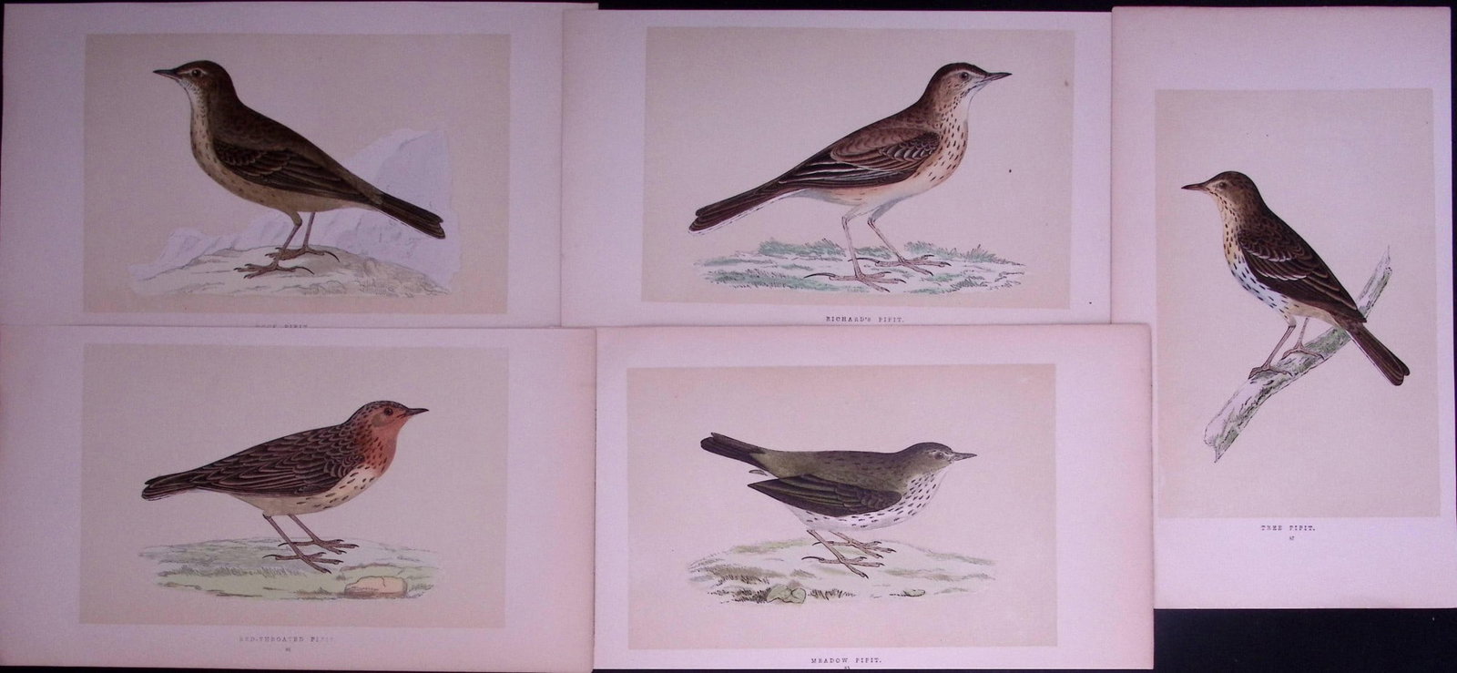 Job-Lot The Pipit Family Rev Morris Antique Coloured Birds Engravings-21.: Title: Job-Lot The Pipit Family Rev Morris Antique Coloured Birds Engravings-21. Description: These 3 Chromolithographic Engraved Plates Has Been Removed from an Antique Edition of. Rev F O