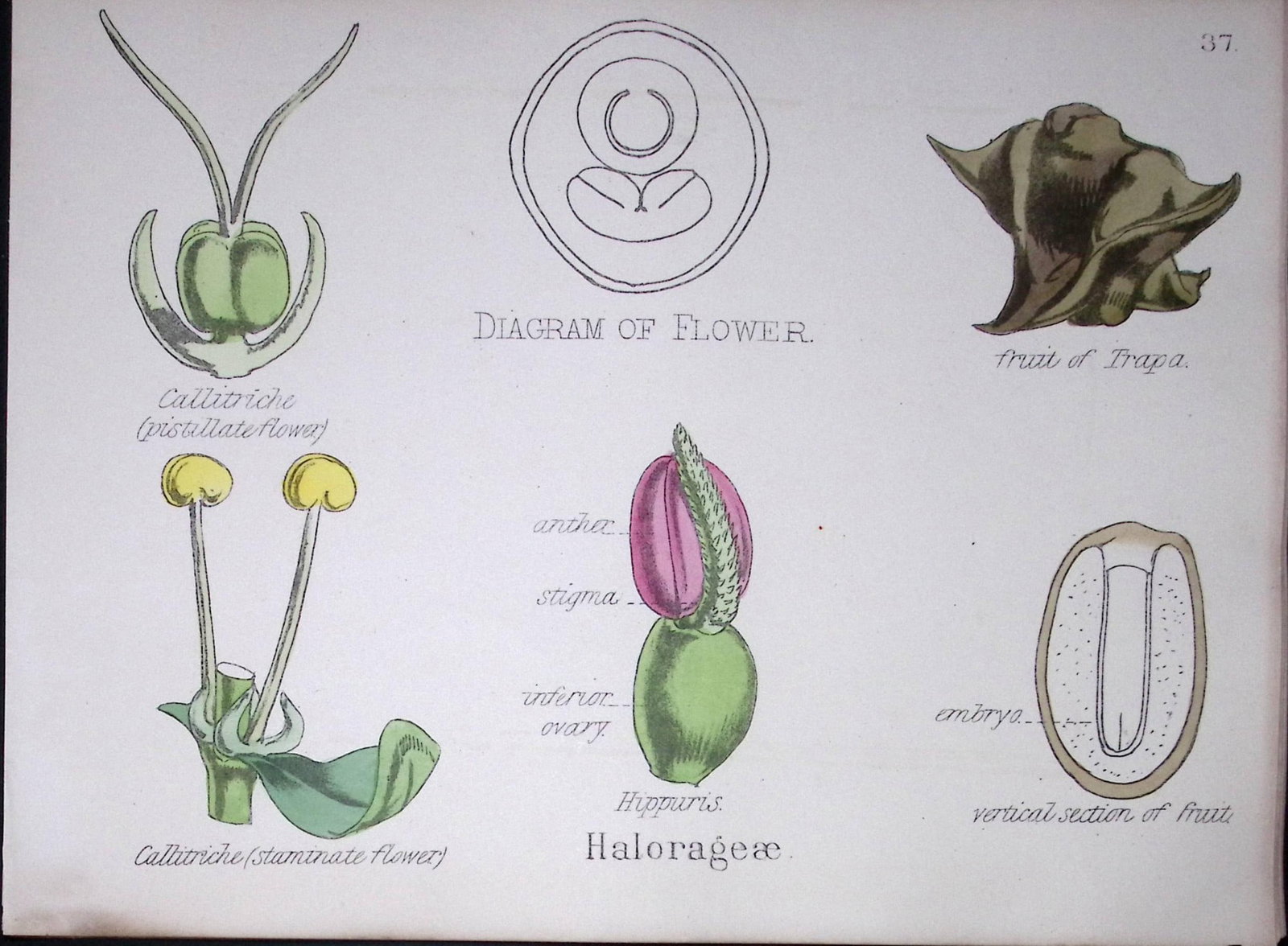 Water Milfoils Botanical Flower Diagram Rare Antique First Edition Illustration-37: Title: Water Milfoils Botanical Flower Diagram Rare Antique First Edition Illustration-37 Description: 150 Years-Old First Edition Hand-Coloured First Edition illustration by W. H. Fitch with