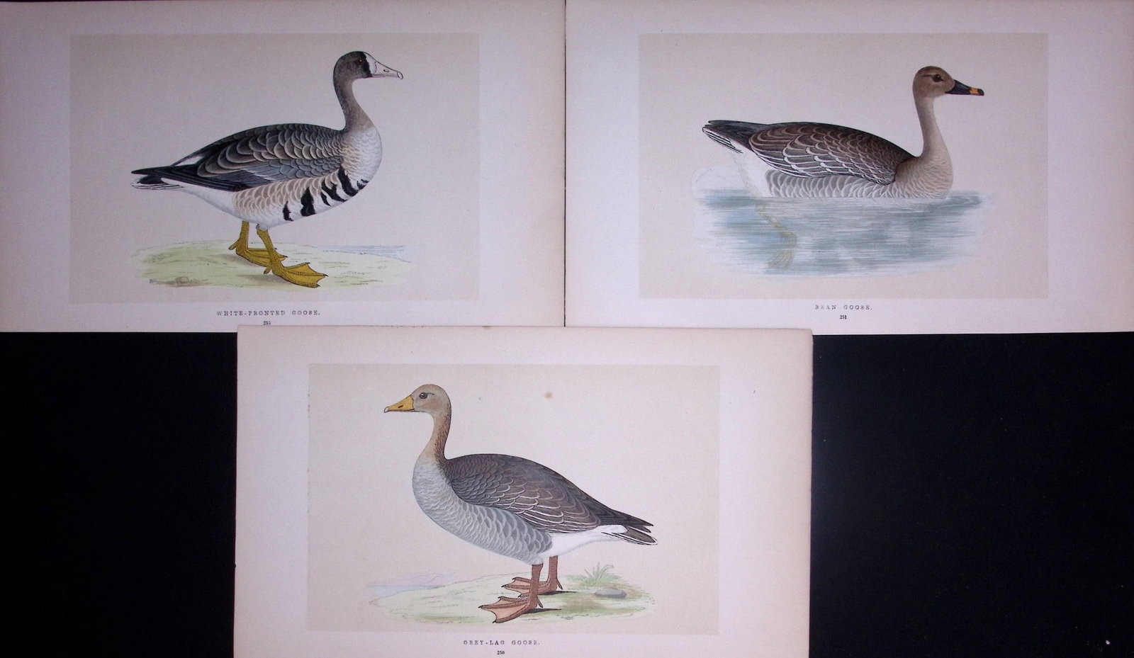Job-Lot The Goose Family Rev Morris Antique Coloured Birds Engravings-8.: Title: Job-Lot The Goose Family Rev Morris Antique Coloured Birds Engravings-8. Description: These 3 Chromolithographic Engraved Plates Has Been Removed from an Antique Edition of. Rev F O
