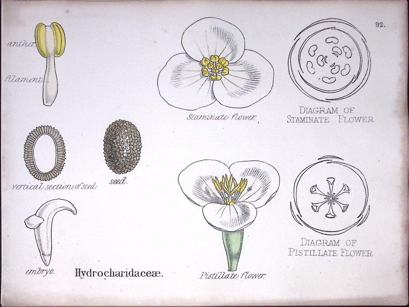 Hydrocharitaceae Botanical Flower Diagram Rare Antique First Edition Illustration-92: Title: Hydrocharitaceae Botanical Flower Diagram Rare Antique First Edition Illustration-92 Description: 150 Years-Old First Edition Hand-Coloured First Edition illustration by W. H. Fitch wi