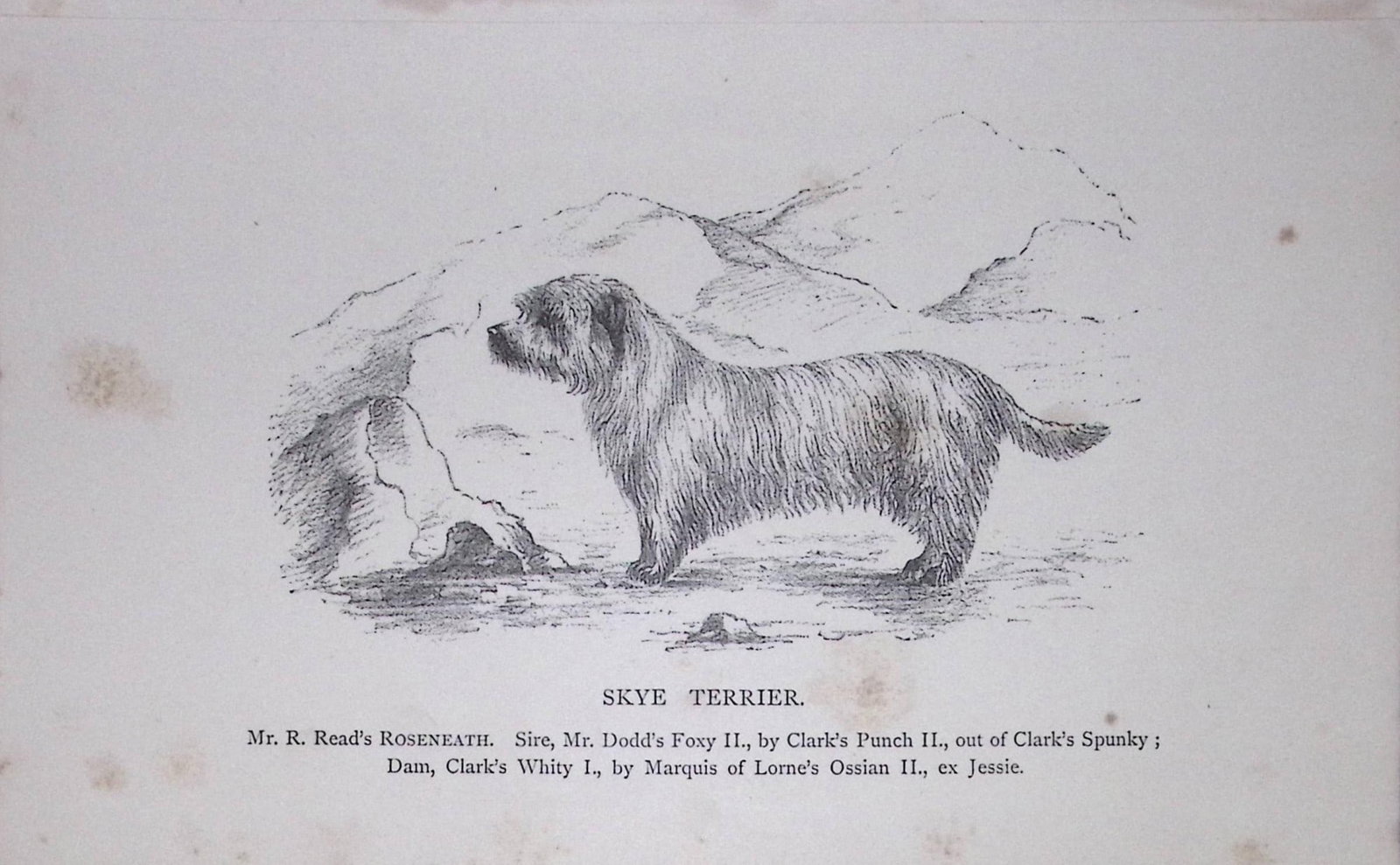 Skye Terrier British Dogs by Hugh Dalziel 1889 Antique Book Plate-59: Title: Skye Terrier British Dogs by Hugh Dalziel 1889 Antique Book Plate-59 Description: This Antique Book Plate Was Removed from an Edition of Modern Dogs by Rawdon Lee 1893. Each Print