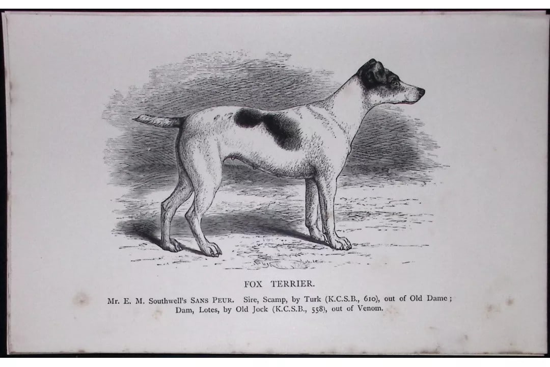 Fox Terrier British Dogs by Hugh Dalziel 1889 Antique Book Plate-54: Title: Fox Terrier British Dogs by Hugh Dalziel 1889 Antique Book Plate-54 Description: This Antique Book Plate Was Removed from a Edition of British Dogs by Hugh Dalziel 1889. Each