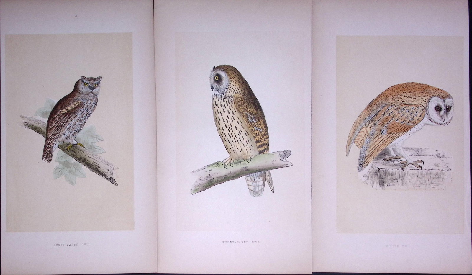 Job-Lot The Owl Family White, Short Eared, Antique Birds Engravings-2: Title: Job-Lot The Owl Family White, Short Eared, Antique Birds Engravings-2 Description: These 3 Chromolithographic Engraved Plates Has Been Removed from an Antique Edition of. Rev F O Morris