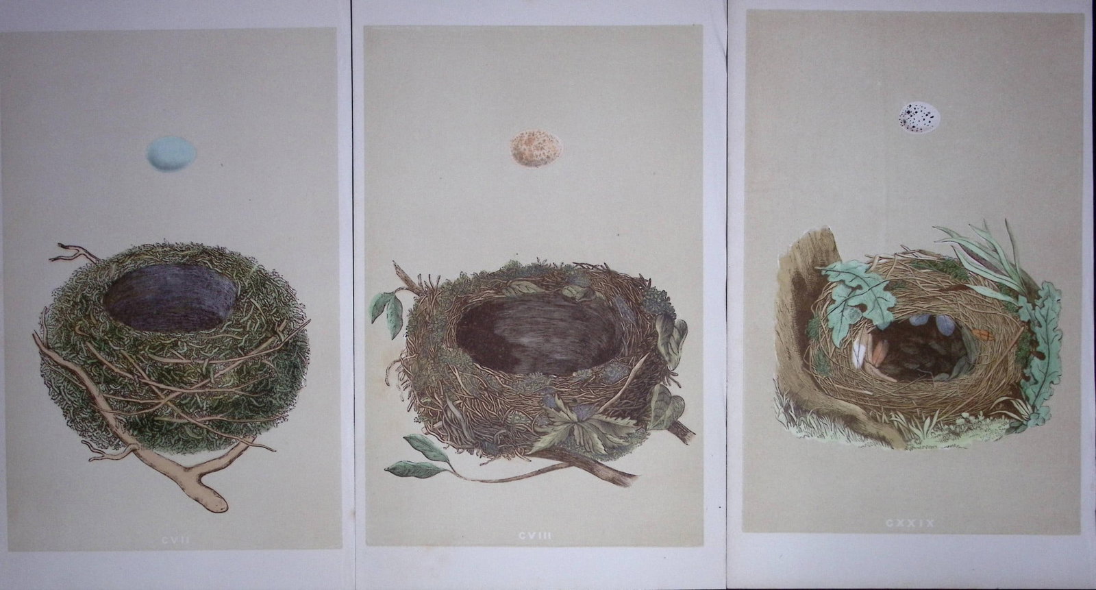 Job-Lot Bird Nests Redbreast, Chiff-Chaff, Dunnock Rev Morris Antique Engravings-12: Title: Job-Lot Bird Nests Redbreast, Chiff-Chaff, Dunnock Rev Morris Antique Engravings-12 Description: These 3 Chromolithographic Engraved Plates Has Been Removed from an Antique Edition of. Rev F O