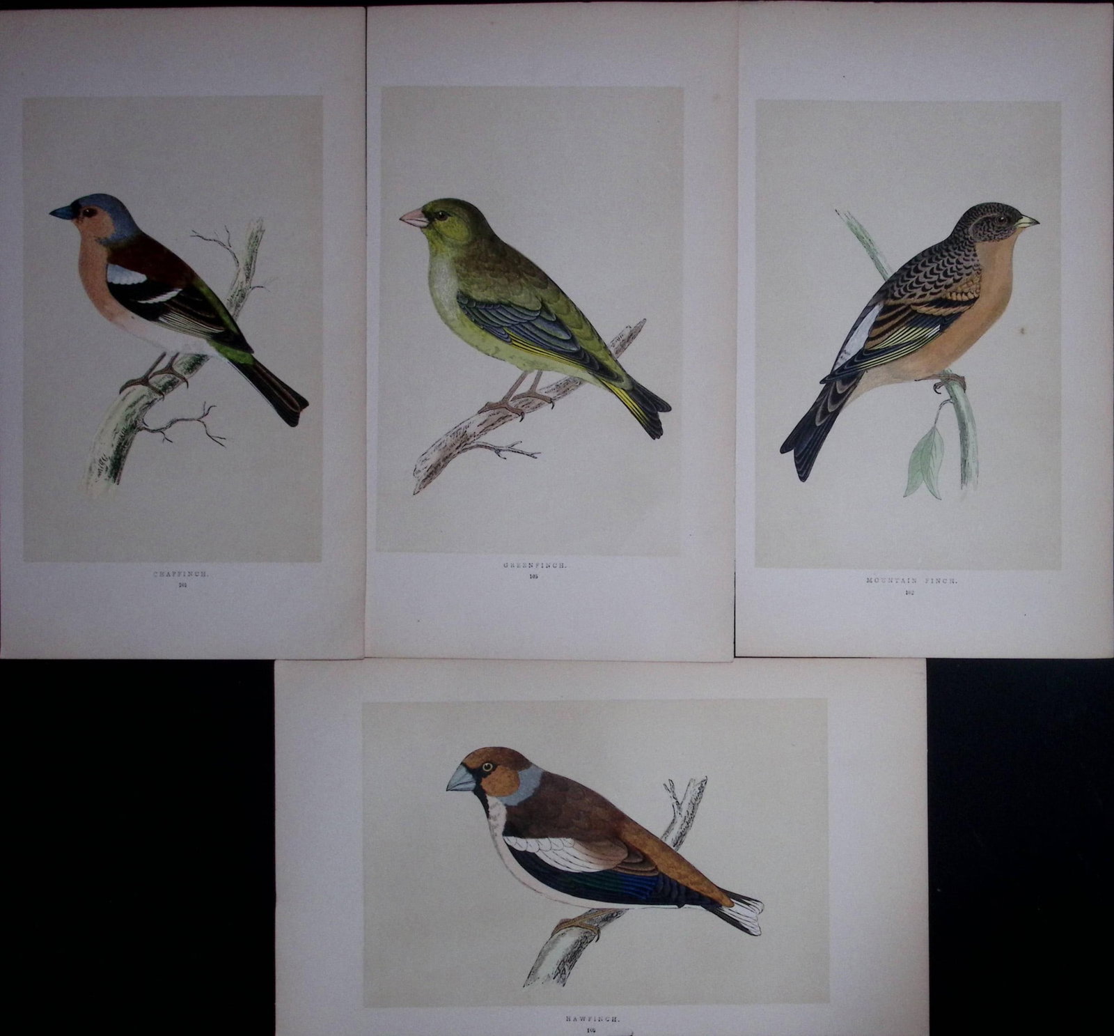 Job-Lot The Finch Family Rev Morris Antique Coloured Birds Engravings-25.: Title: Job-Lot The Finch Family Rev Morris Antique Coloured Birds Engravings-25. Description: These 3 Chromolithographic Engraved Plates Has Been Removed from an Antique Edition of. Rev F O