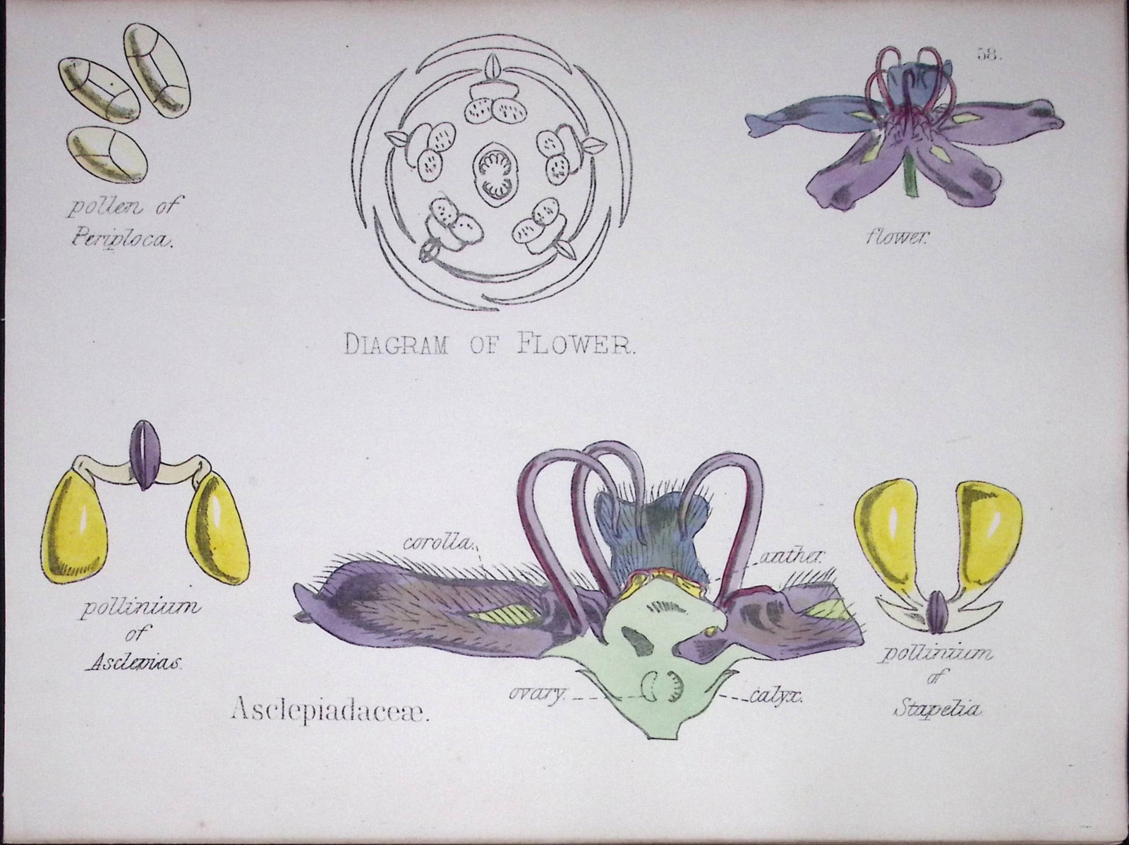 Milkweeds Botanical Flower Diagram Rare Antique First Edition Illustration-58: Title: Milkweeds Botanical Flower Diagram Rare Antique First Edition Illustration-58 Description: 150 Years-Old First Edition Hand-Coloured First Edition illustration by W. H. Fitch with