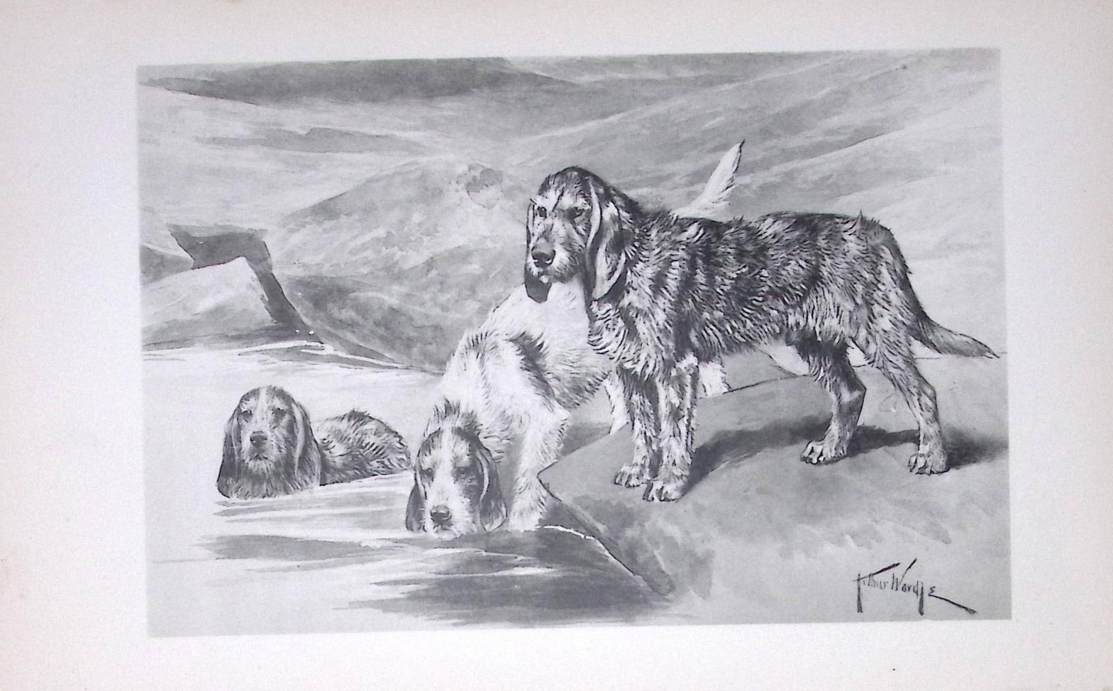 Outer Hounds Antique Book Plate Rawdon Lee Modern Dogs 1893-28: Title: Outer Hounds Antique Book Plate Rawdon Lee Modern Dogs 1893-28 Description: This Antique Book Plate Was Removed from an Edition of Modern Dogs by Rawdon Lee 1893. Each Print Measures App