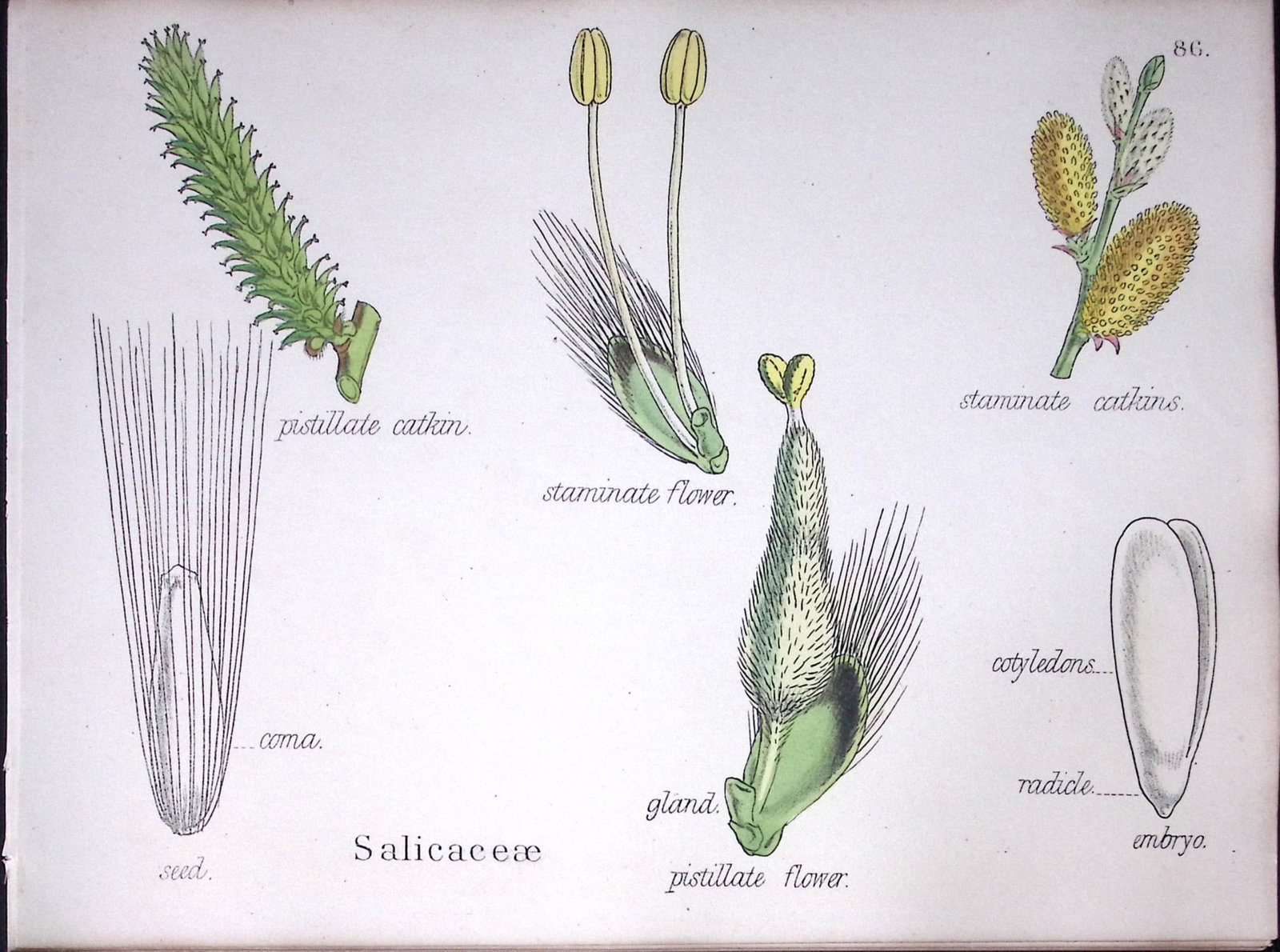 The Willow Family Botanical Flower Diagram Rare Antique First Edition Illustration-86: Title: The Willow Family Botanical Flower Diagram Rare Antique First Edition Illustration-86 Description: 150 Years-Old First Edition Hand-Coloured First Edition illustration by W. H. Fitch