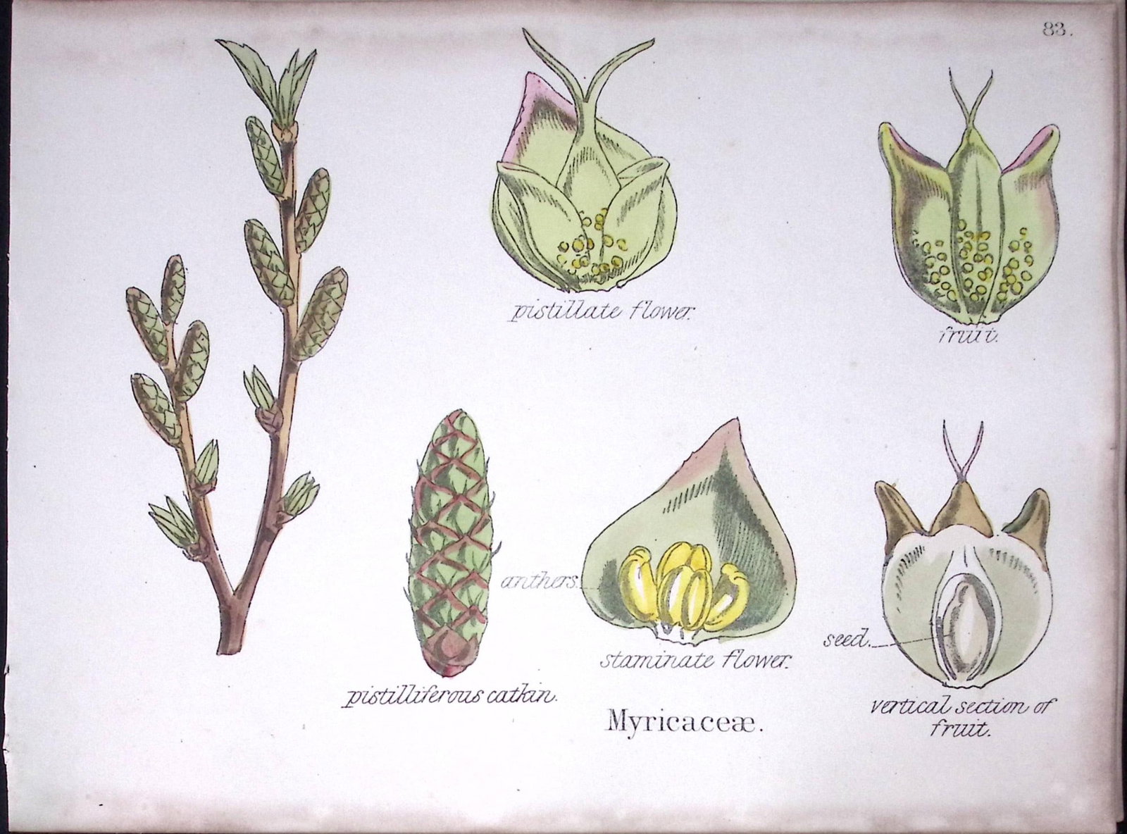 Myricaceae Botanical Flower Diagram Rare Antique First Edition Illustration-83: Title: Myricaceae Botanical Flower Diagram Rare Antique First Edition Illustration-83 Description: 150 Years-Old First Edition Hand-Coloured First Edition illustration by W. H. Fitch with Sup