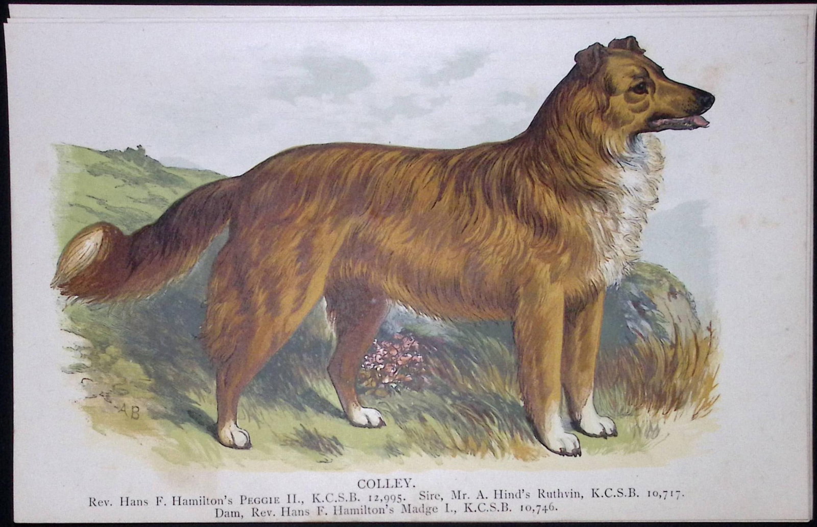 This Antique Book Plate Was Removed from a Edition of British Dogs by Hugh Dalziel 1889. Each Pr...: Title: This Antique Book Plate Was Removed from a Edition of British Dogs by Hugh Dalziel 1889. Each Print Description: This Antique Book Plate Was Removed from a Edition of British Dogs by Hugh