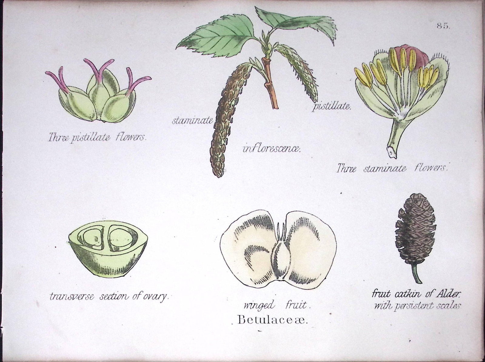 The Birch Family Botanical Flower Diagram Rare Antique First Edition Illustration-85: Title: The Birch Family Botanical Flower Diagram Rare Antique First Edition Illustration-85 Description: 150 Years-Old First Edition Hand-Coloured First Edition illustration by W. H. Fitch with