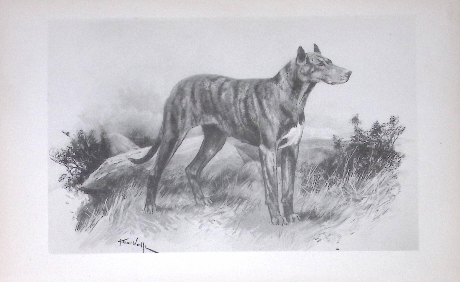 Great Dane Antique Book Plate Rawdon Lee Modern Dogs 1893-33: Title: Great Dane Antique Book Plate Rawdon Lee Modern Dogs 1893-33 Description: This Antique Book Plate Was Removed from an Edition of Modern Dogs by Rawdon Lee 1893. Each Print Measures Approx Each