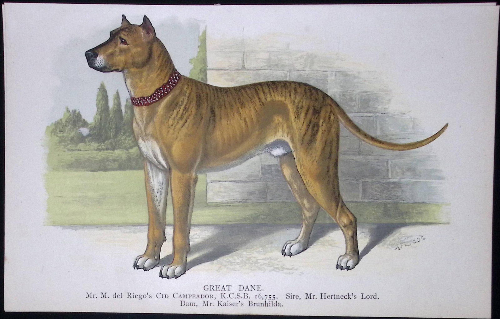 Great Dane British Dogs by Hugh Dalziel 1889 Antique Coloured Book Plate-11: Title: Great Dane British Dogs by Hugh Dalziel 1889 Antique Coloured Book Plate-11 Description: This Antique Book Plate Was Removed from a Edition of British Dogs by Hugh Dalziel 1889. Each Print