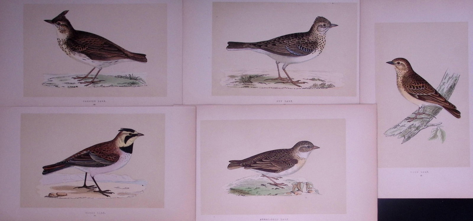 Job-Lot The Lark Family Rev Morris Antique Coloured Birds Engravings-20.: Title: Job-Lot The Lark Family Rev Morris Antique Coloured Birds Engravings-20. Description: These 3 Chromolithographic Engraved Plates Has Been Removed from an Antique Edition of. Rev F O