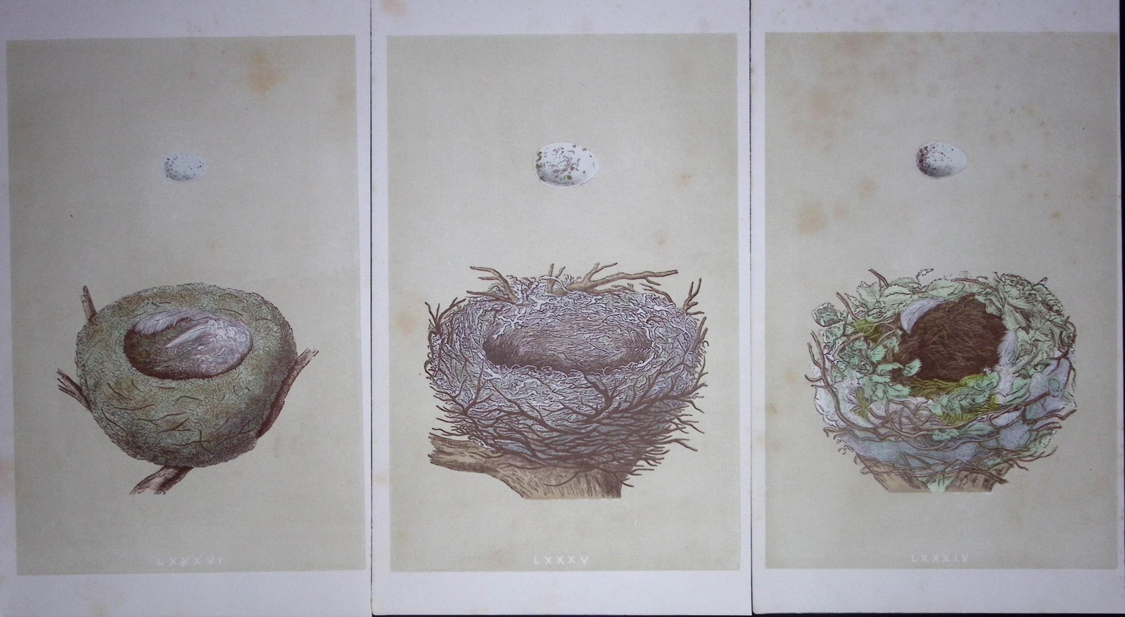 Job-Lot Bird Nests Goldfinch, Hawfinch, Greenfinch Rev Morris Antique Engravings-14: Title: Job-Lot Bird Nests Goldfinch, Hawfinch, Greenfinch Rev Morris Antique Engravings-14 Description: These 3 Chromolithographic Engraved Plates Has Been Removed from an Antique Edition of. Rev F O