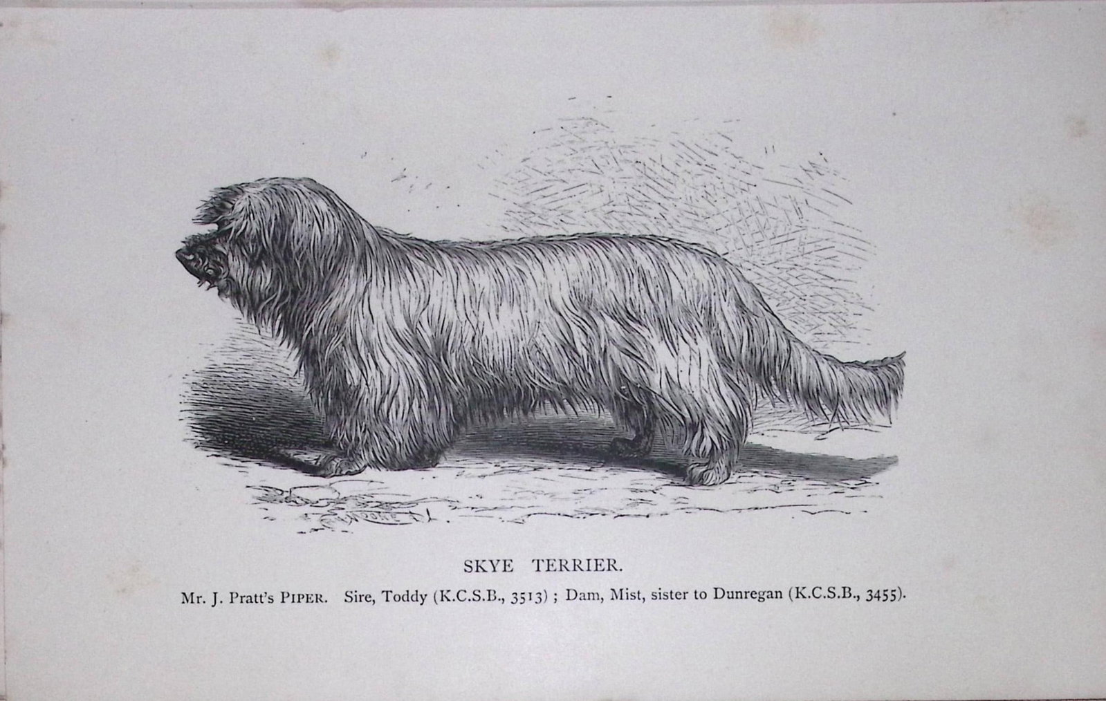 Skye Terrier British Dogs by Hugh Dalziel 1889 Antique Book Plate-62: Title: Skye Terrier British Dogs by Hugh Dalziel 1889 Antique Book Plate-62 Description: This Antique Book Plate Was Removed from an Edition of Modern Dogs by Rawdon Lee 1893. Each Print Measur