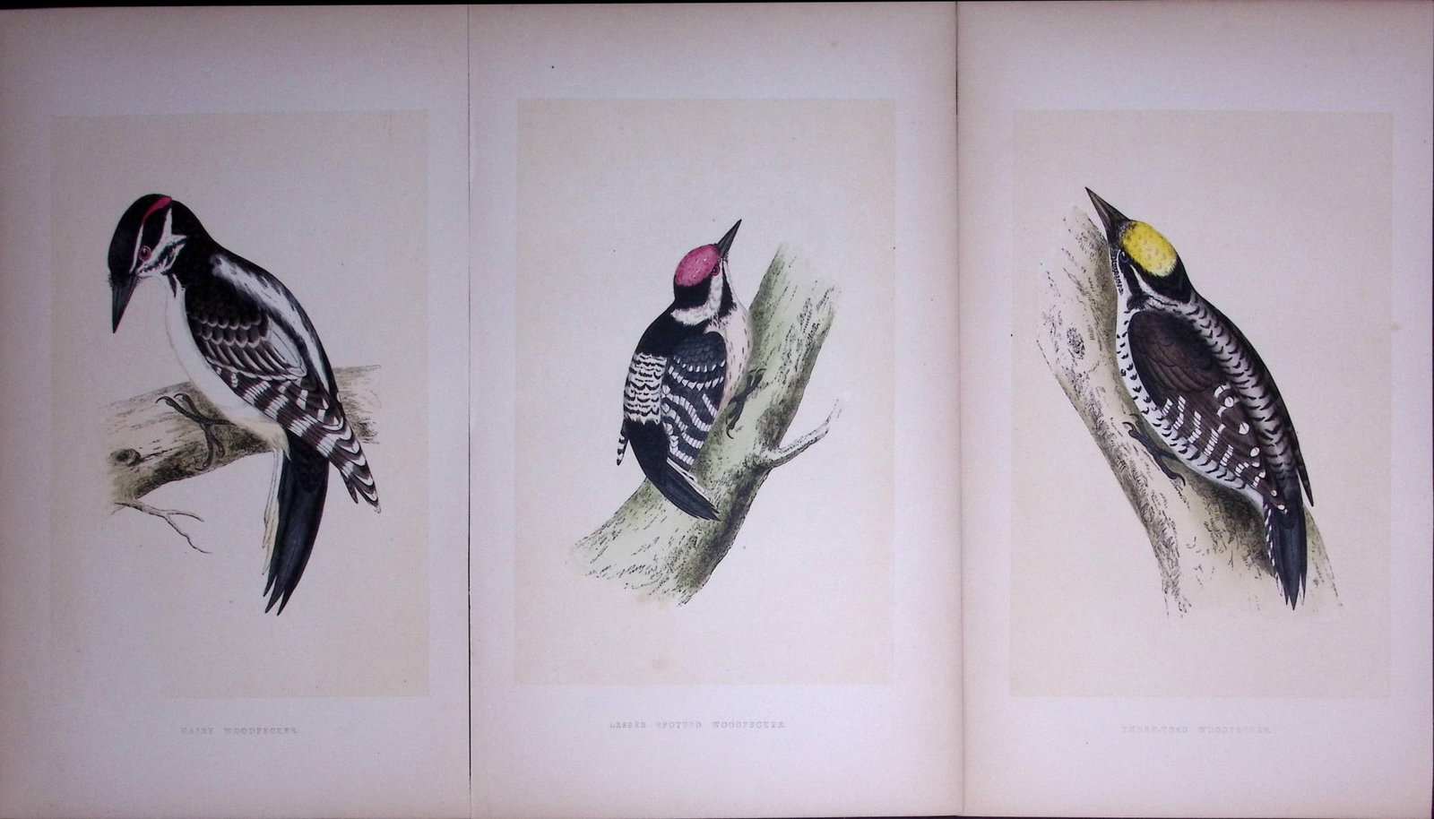 Job-Lot The Woodpecker Family Rev Morris Antique Coloured Birds Engravings-9.: Title: Job-Lot The Woodpecker Family Rev Morris Antique Coloured Birds Engravings-9. Description: These 3 Chromolithographic Engraved Plates Has Been Removed from an Antique Edition of. R