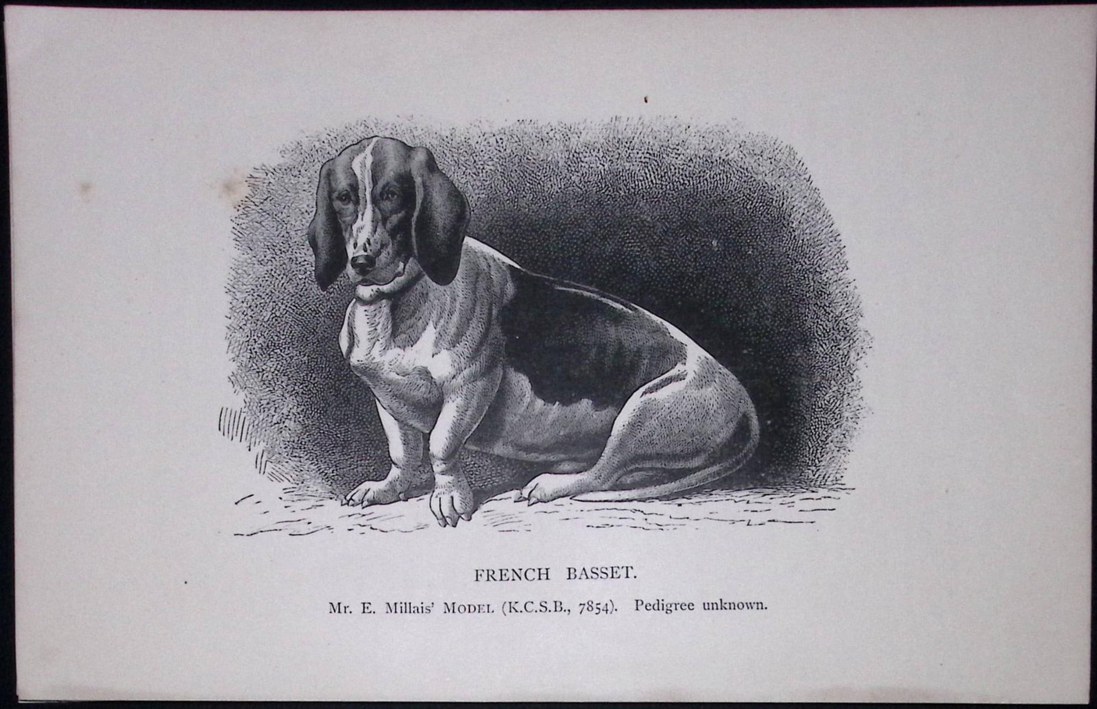 The French Basset British Dogs by Hugh Dalziel 1889 Antique Book Plate-25: Title: The French Basset British Dogs by Hugh Dalziel 1889 Antique Book Plate-25 Description: This Antique Book Plate Was Removed from a Edition of British Dogs by Hugh Dalziel 1889. Each Print