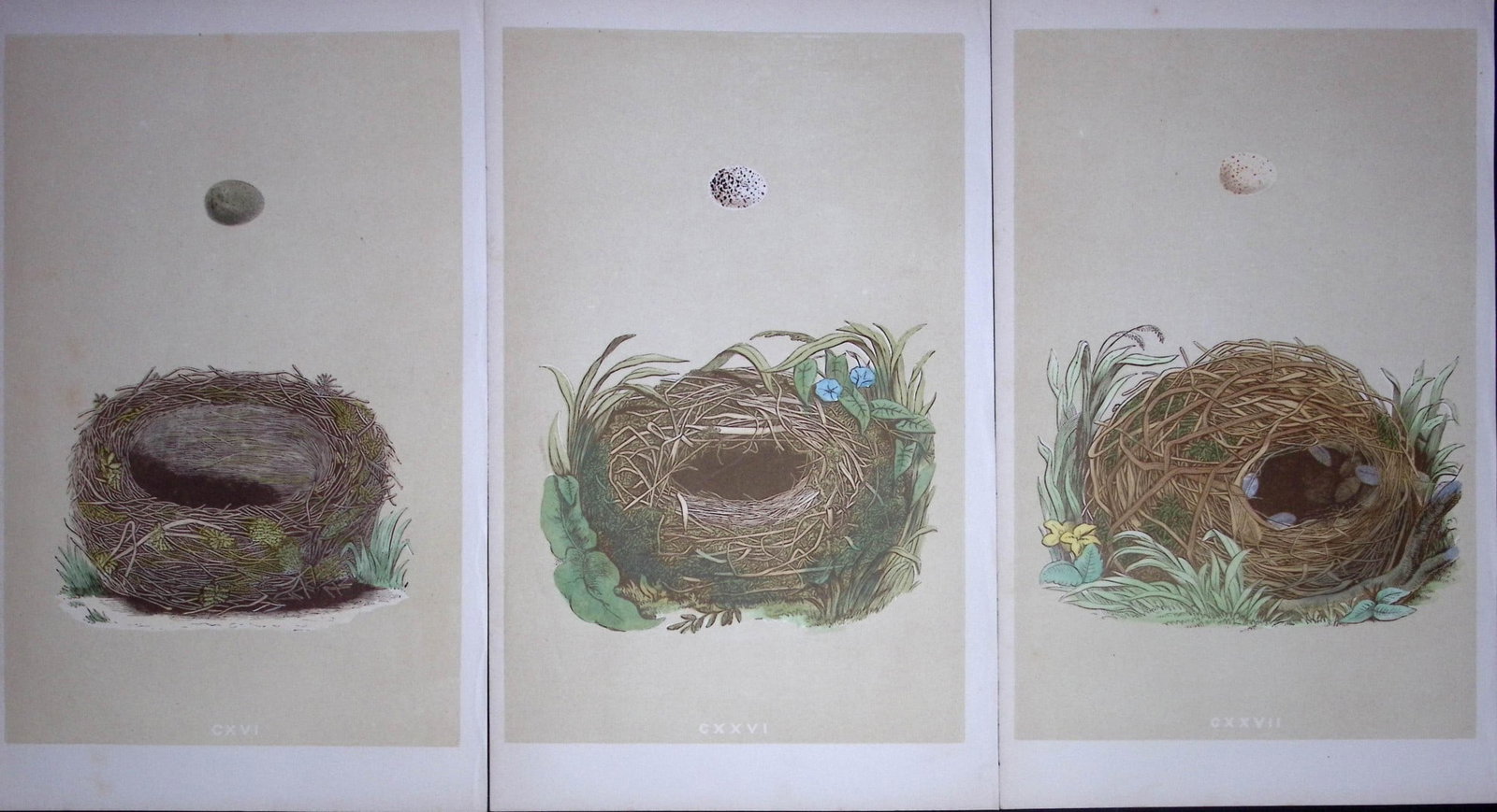 Job-Lot Bird Nests Willow, Sedge, Wood Warbler Rev Morris Antique Engravings-2: Title: Job-Lot Bird Nests Willow, Sedge, Wood Warbler Rev Morris Antique Engravings-2 Description: These 3 Chromolithographic Engraved Plates Has Been Removed from an Antique Edition of. Rev F